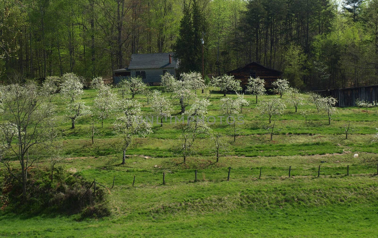 Apple trees in bloom on a rural farm during the spring