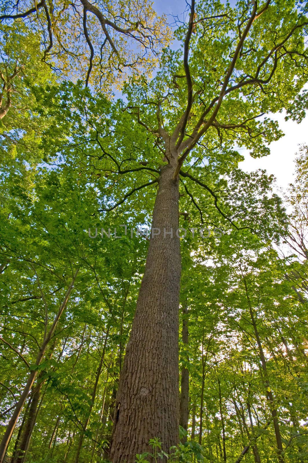 tree seen from below with bark visible and the nice green leaves against blue sky
