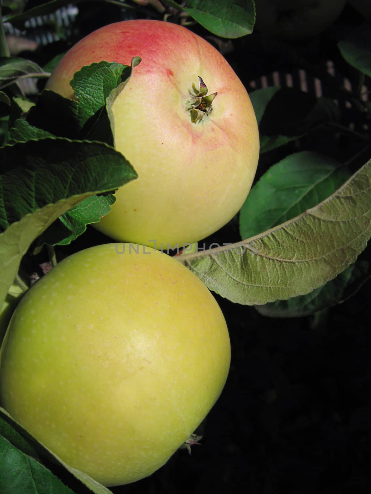 bunch of yellow ripen apples on tree