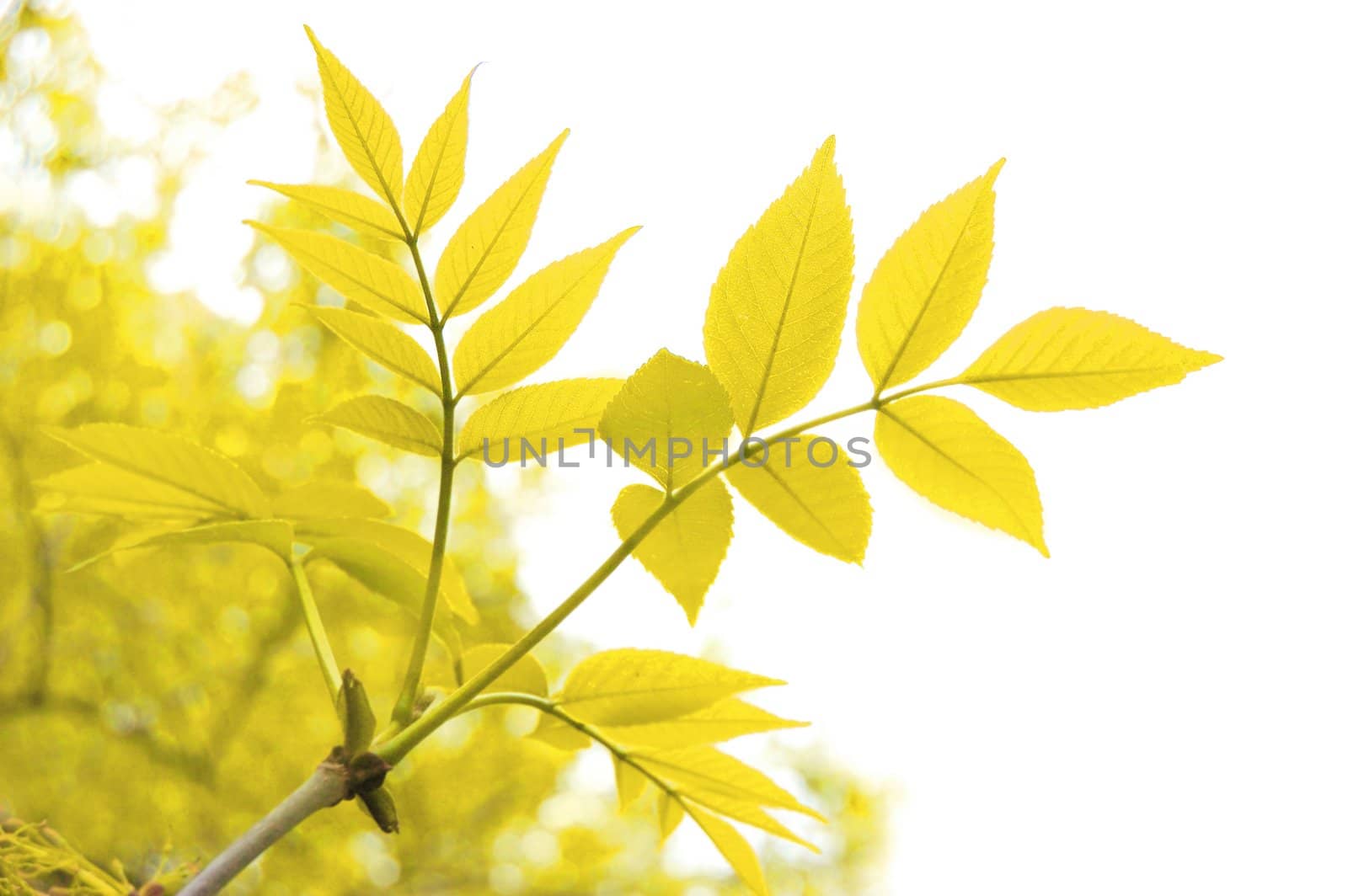 yellow autumn leaves over white