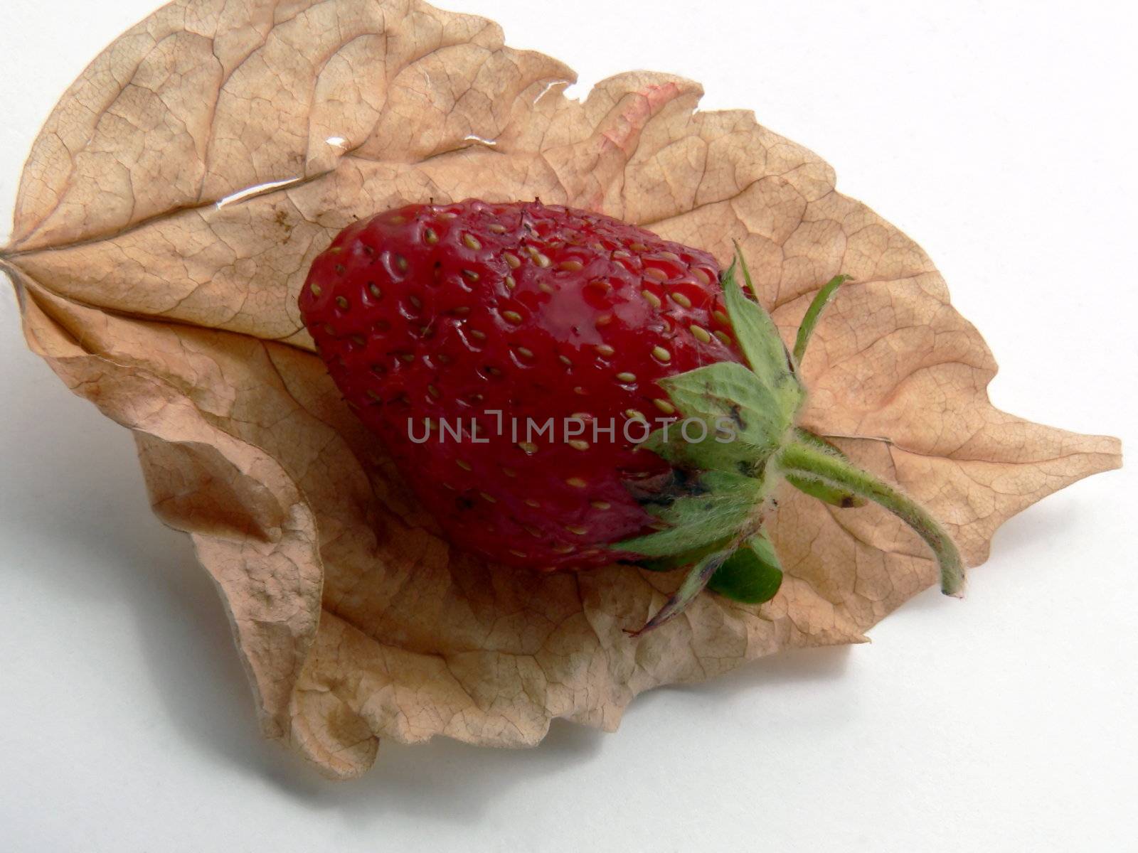 dry leaf and berry