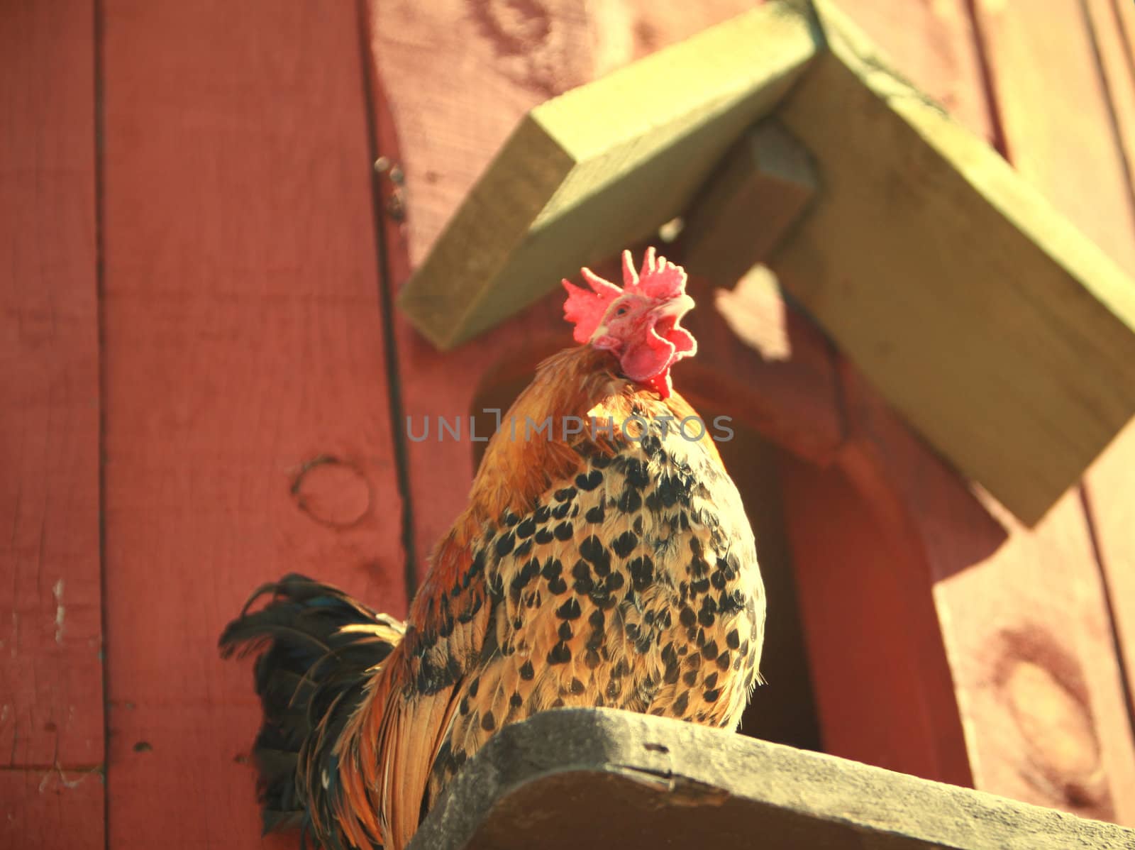 A rooster crowing at sunrise