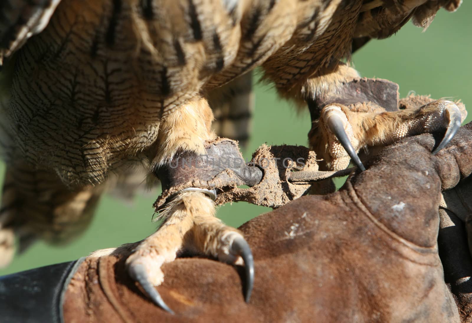 Sharp claws on a royal owl