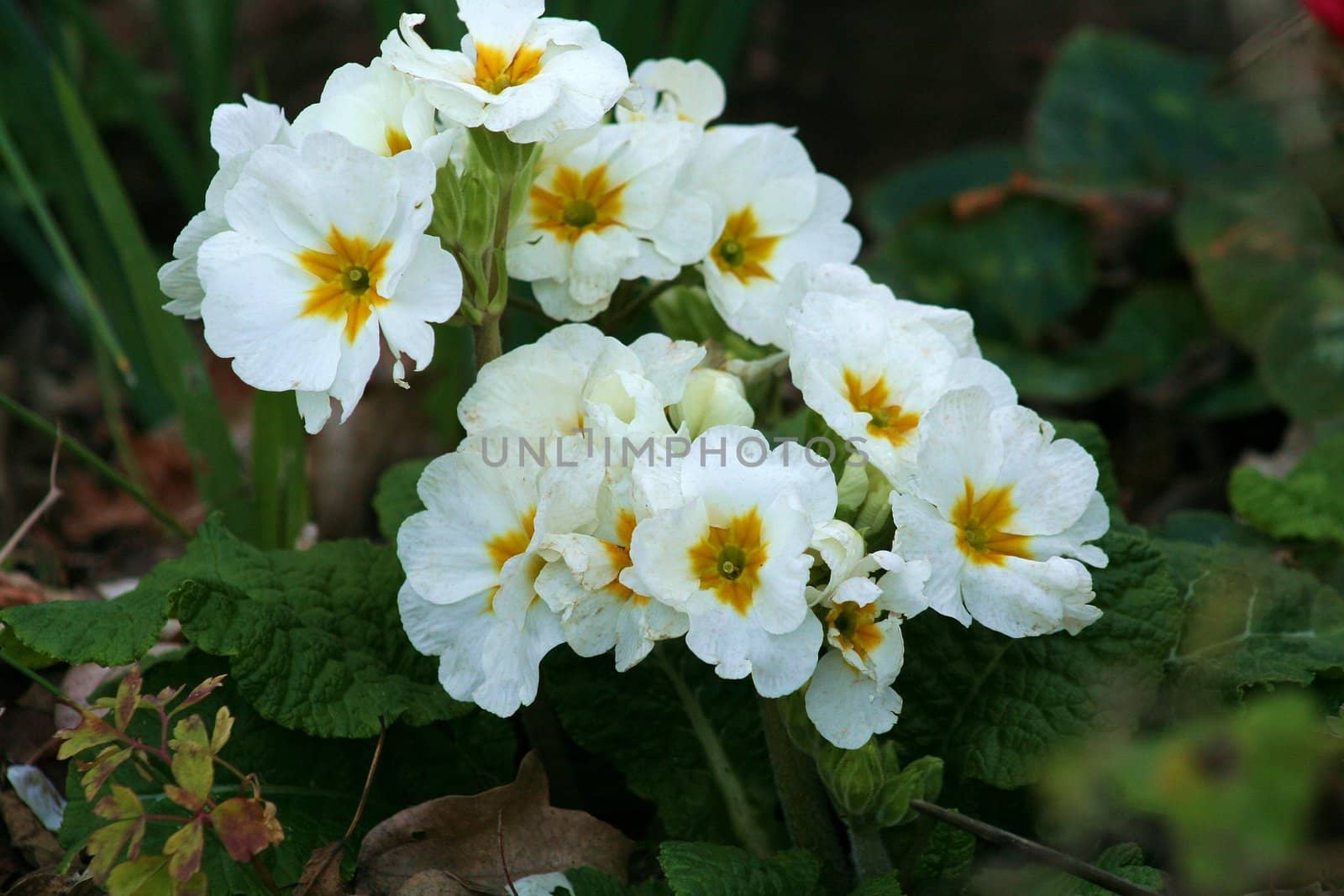 Primrose flowers close up on a sunny day.