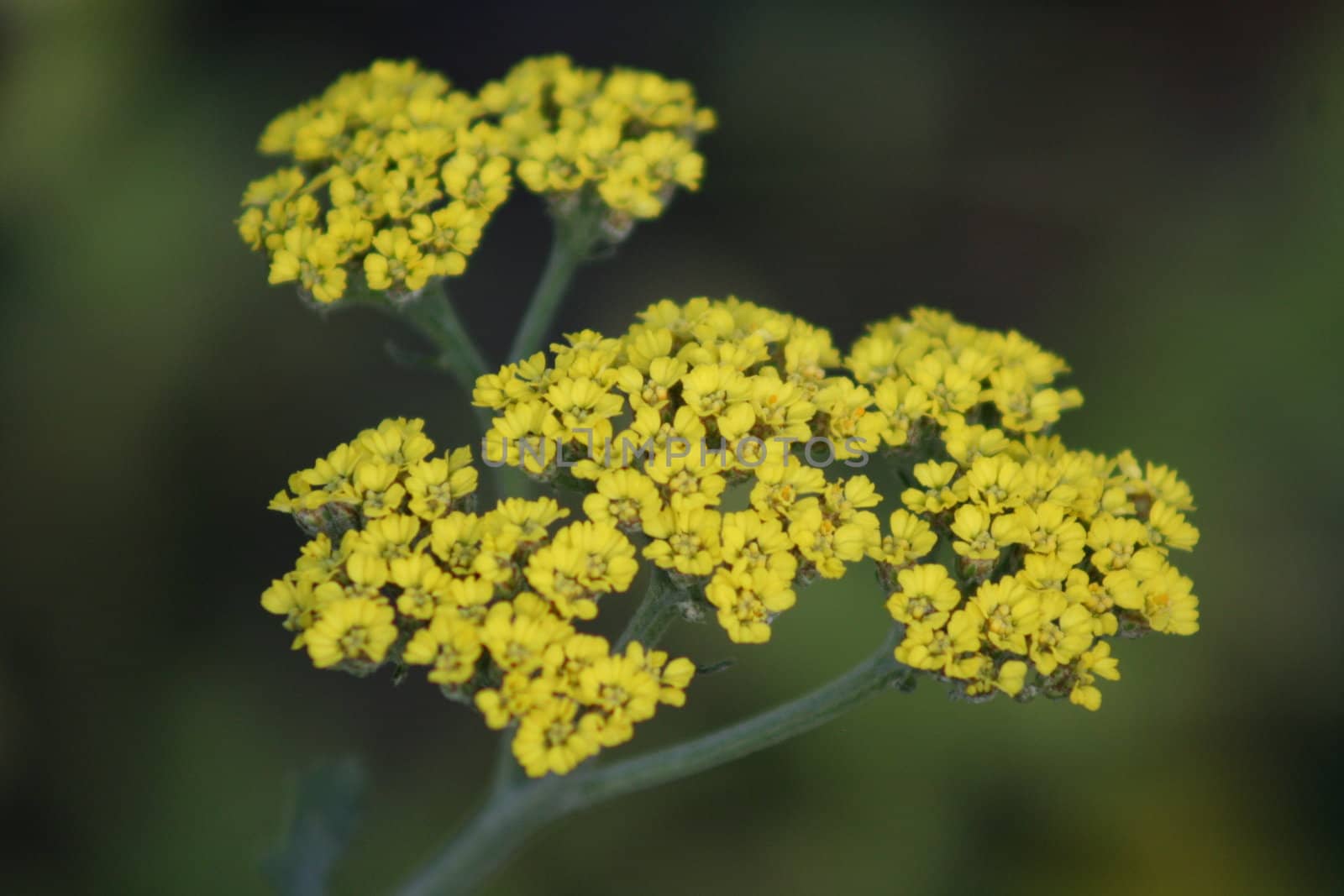 Yellow Wild Flower by MichaelFelix