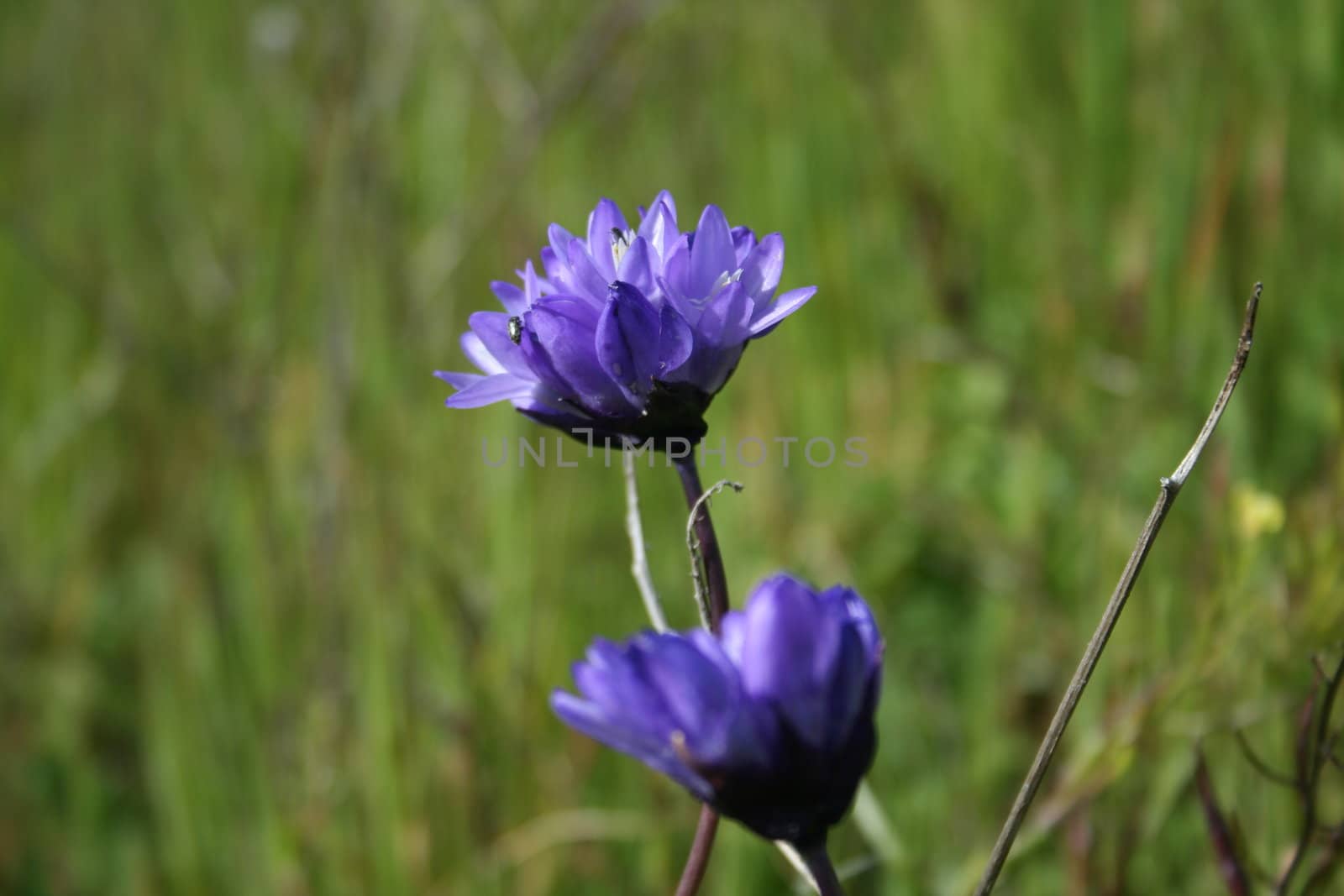 Purple wild flower on a sunny day.