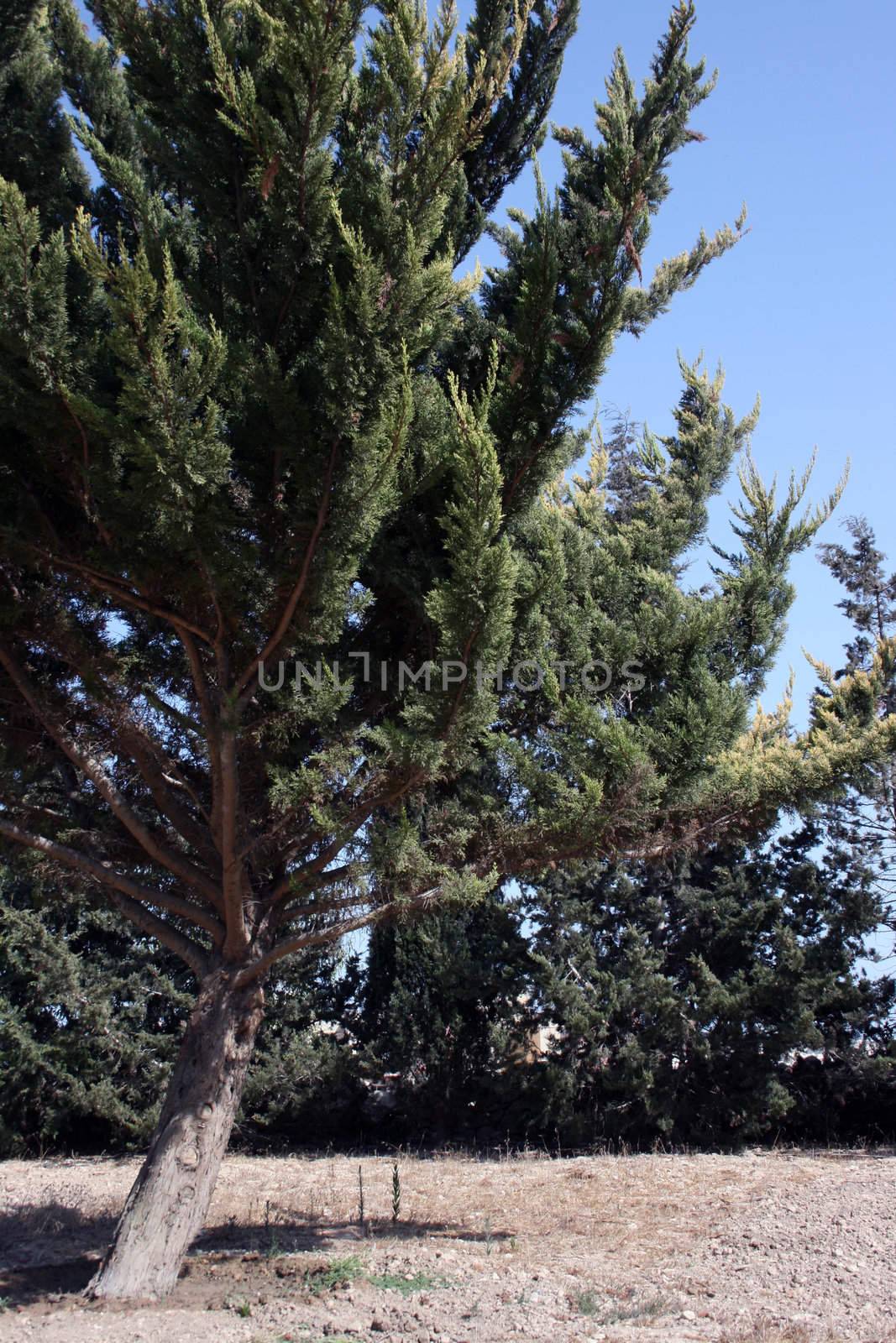 Big old tree in a garden on a Summer's day