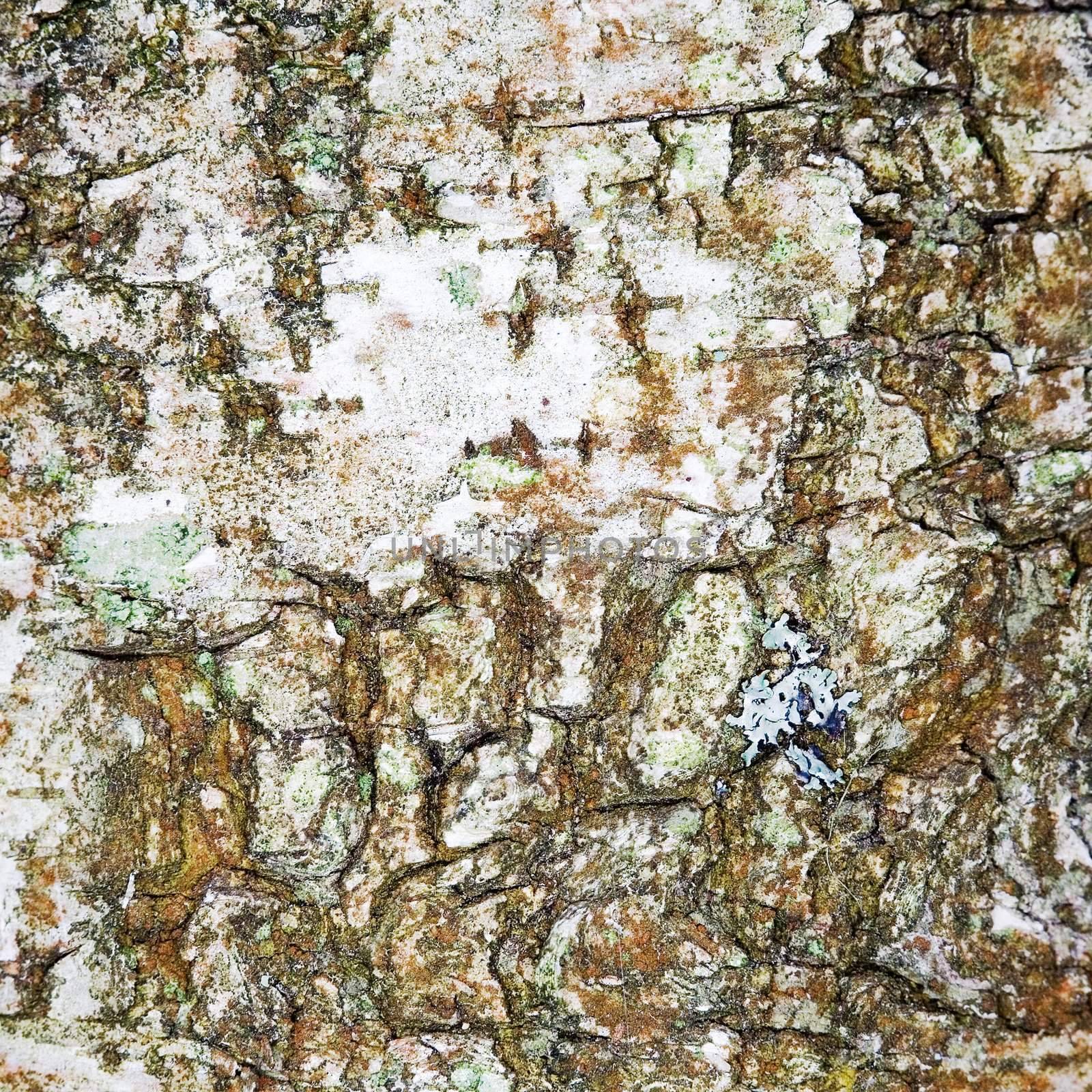 Surface of a white bark of a birch