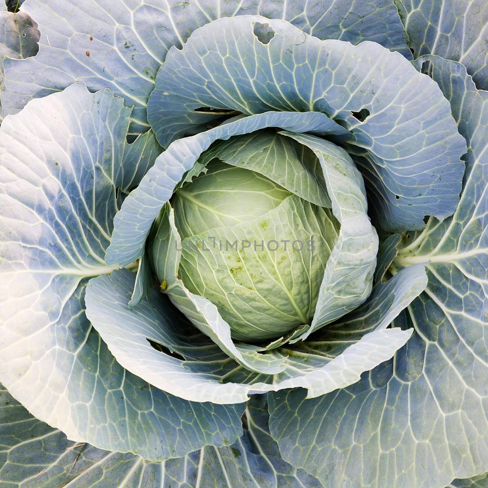 The big bud of cabbage on a bed