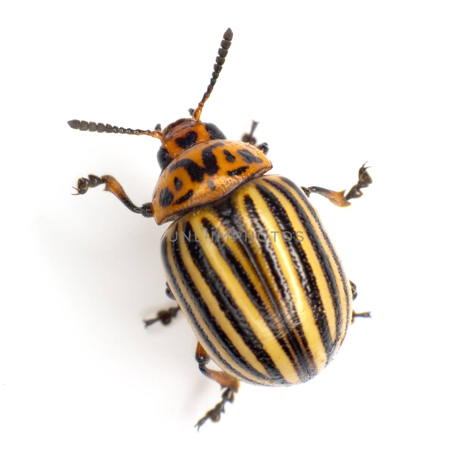 Colorado beetle photographed on a white background