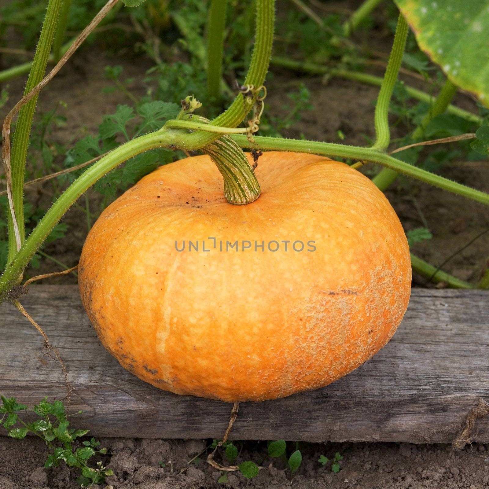 Greater yellow pumpkin photographed on a bed