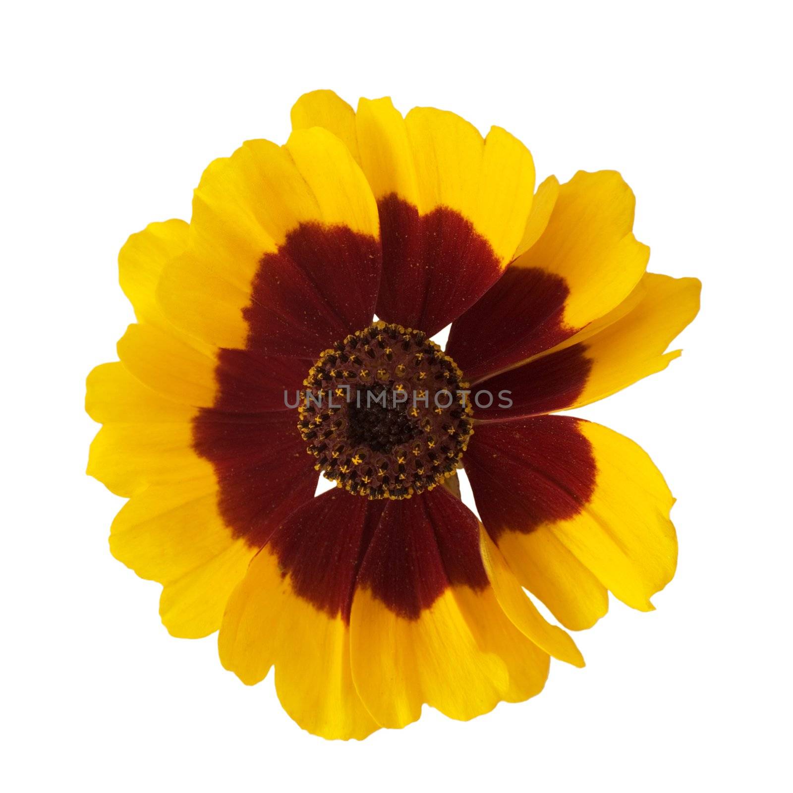 The single yellow flower on white background
