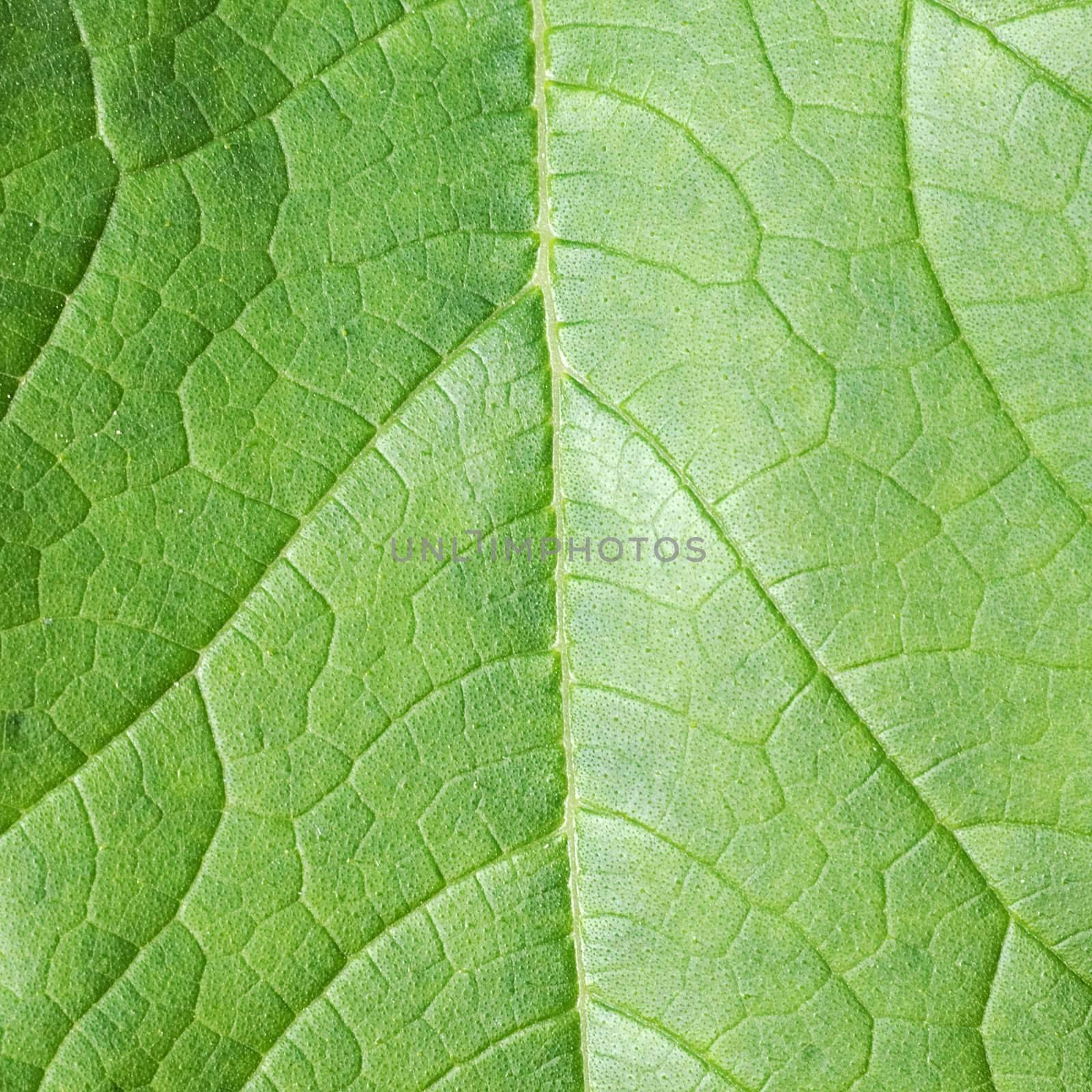 The surface of green leaf with foliage