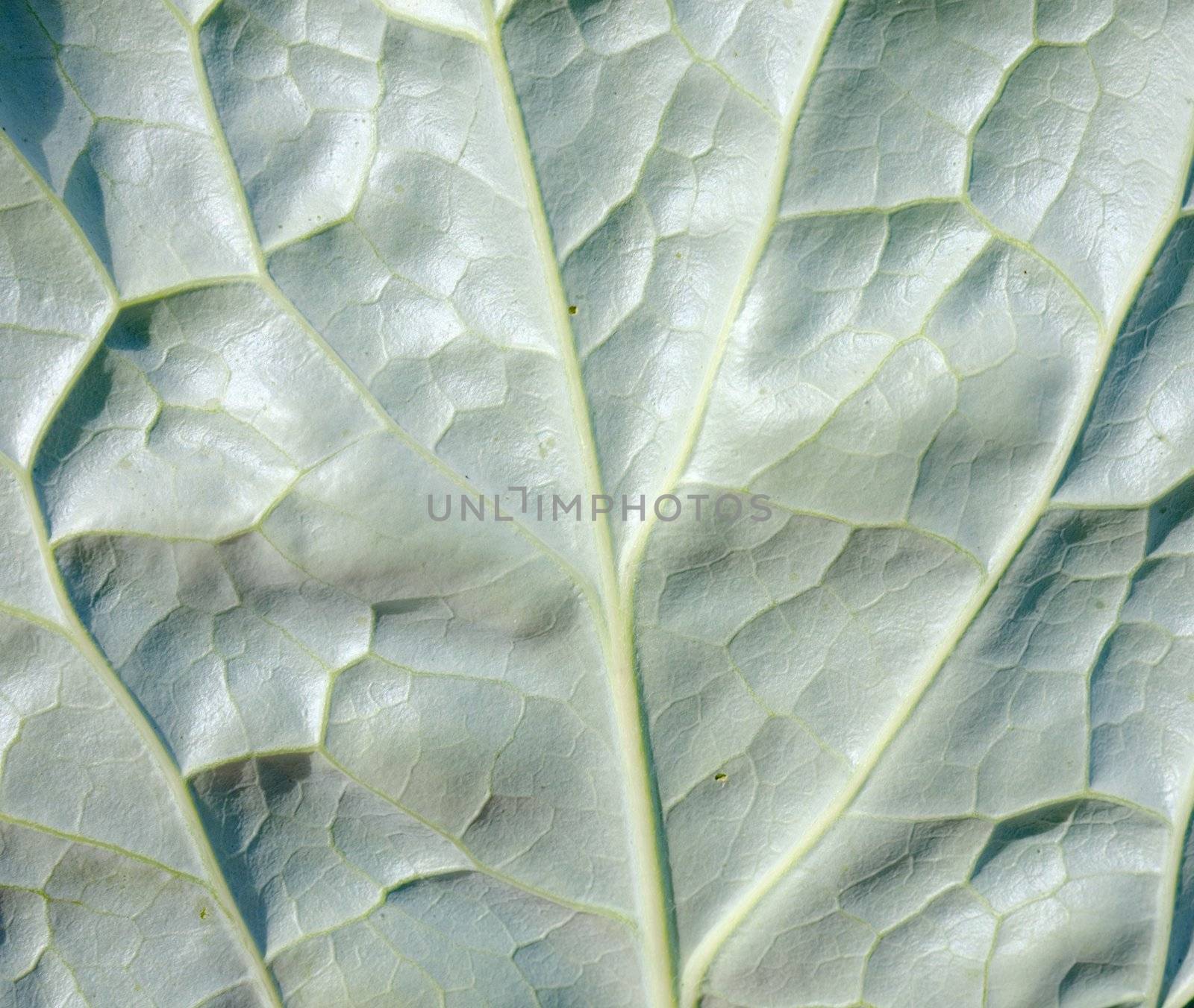 The surface of green leaf with foliage