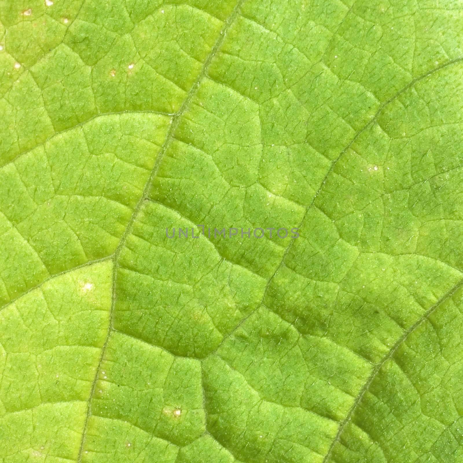 The surface of green leaf with foliage