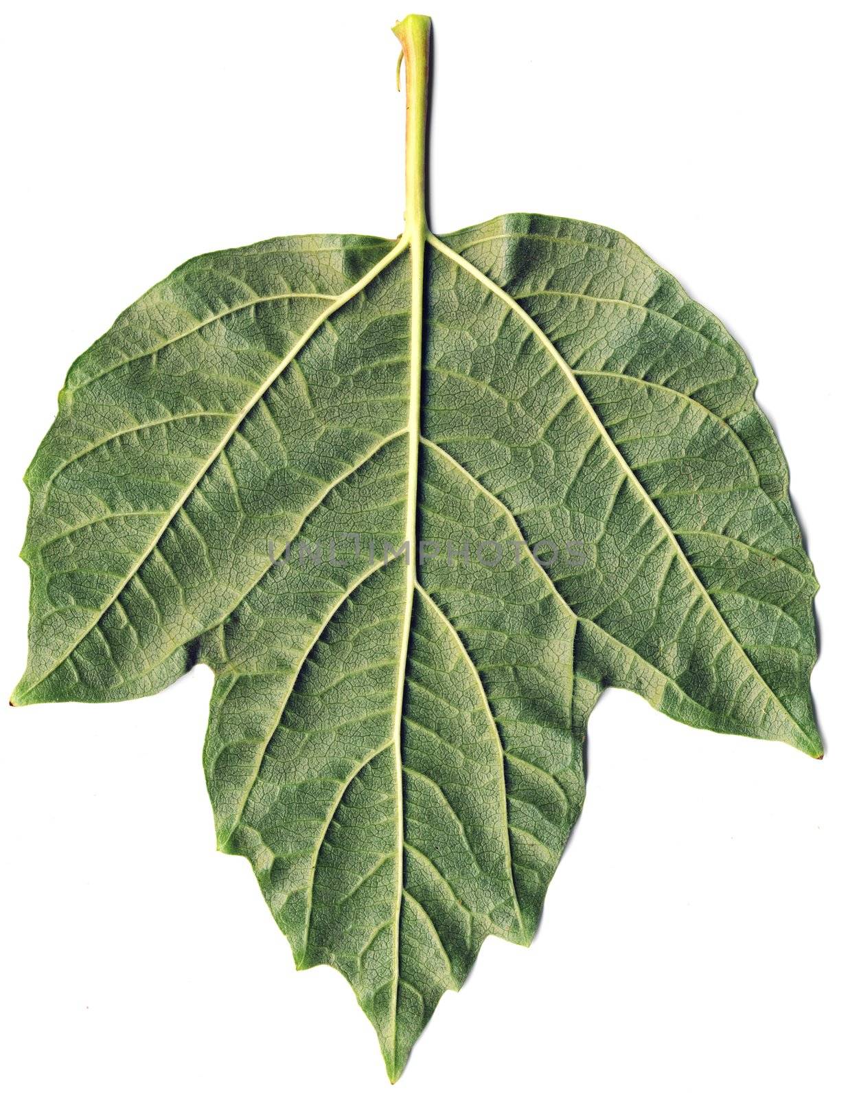 The surface of green leaf with foliage