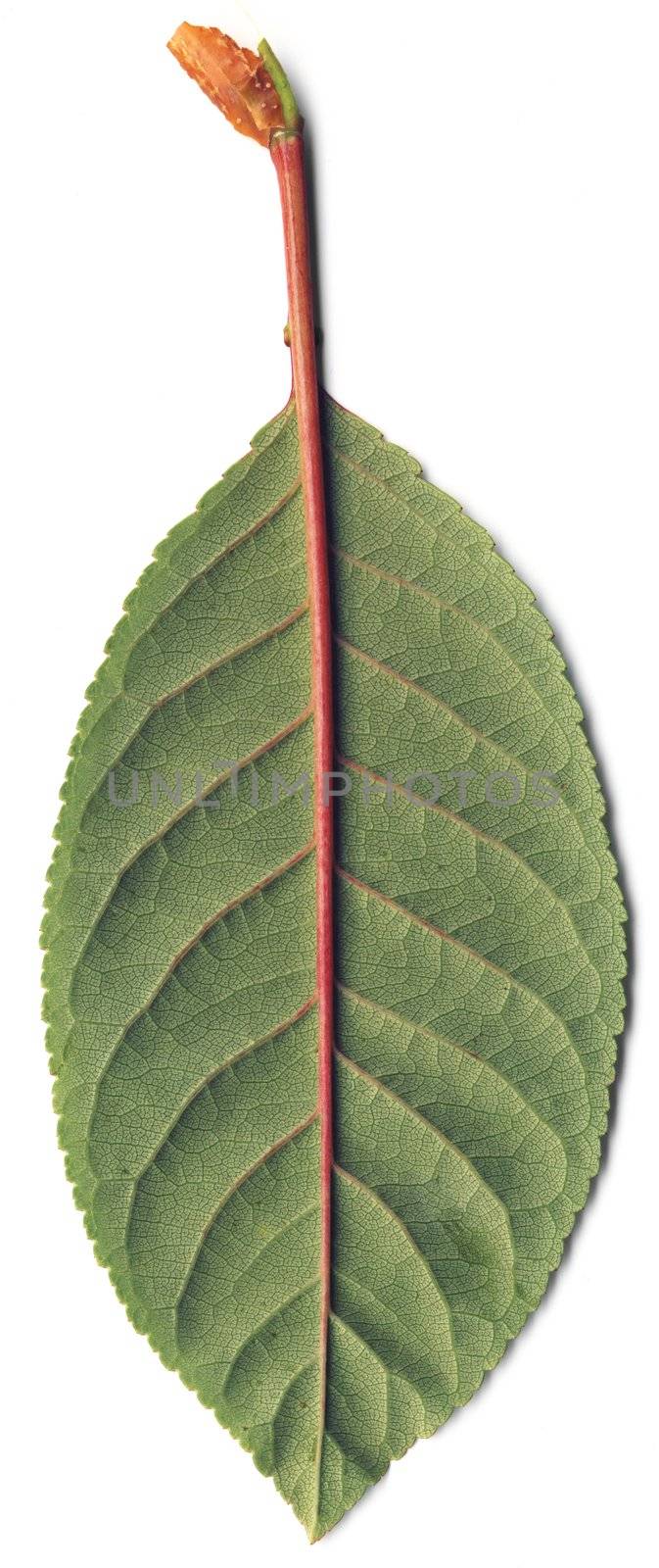 The green leaf of cherry with foliage