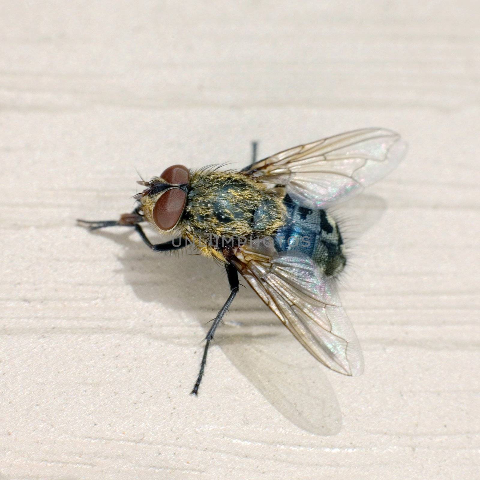 The macro shoot of small domestic fly