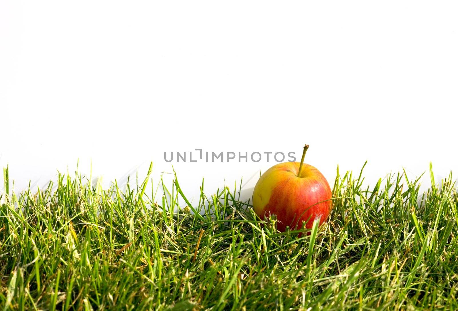 The red ripe apple in green grass