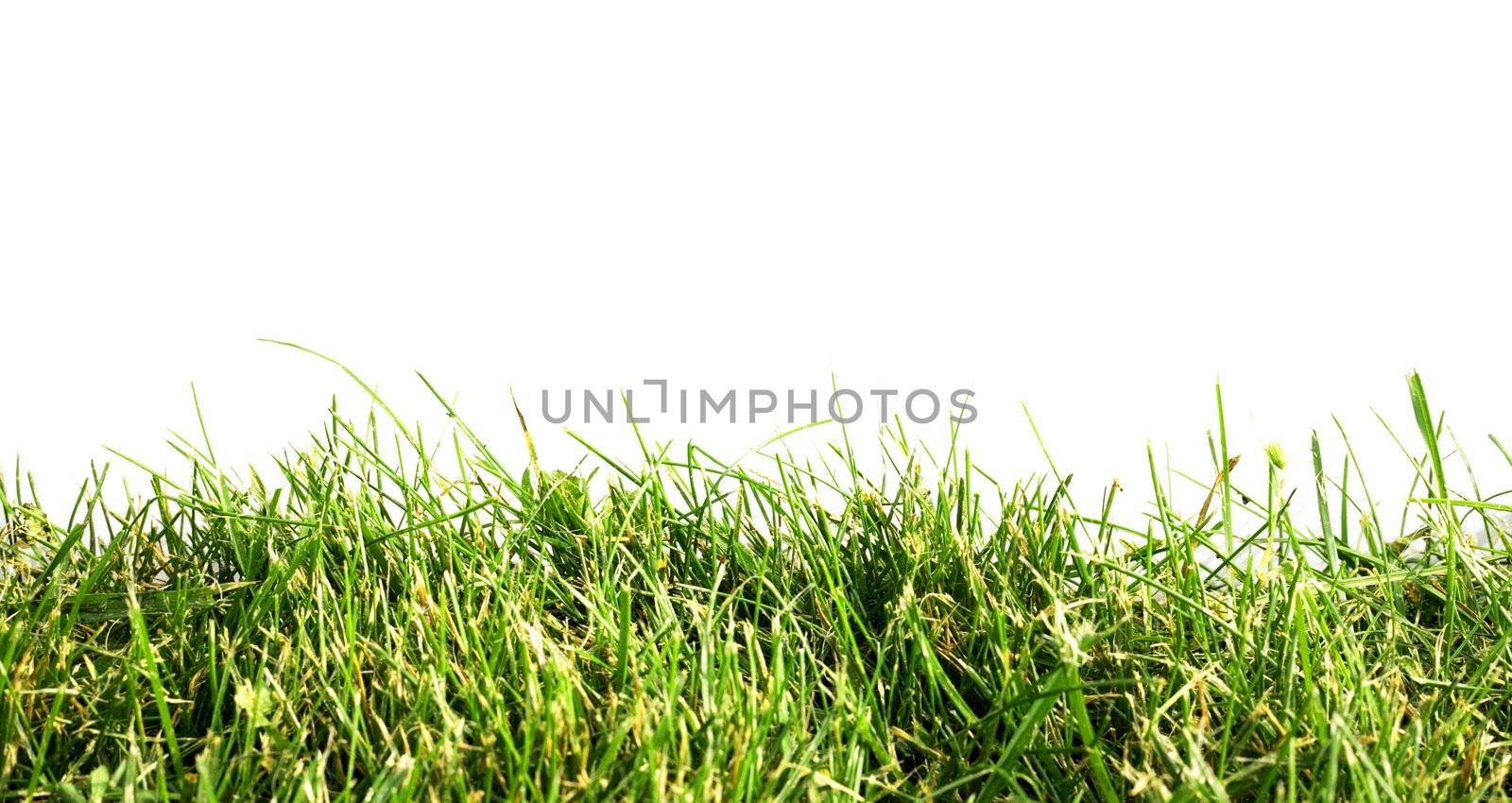 The green grass on white background