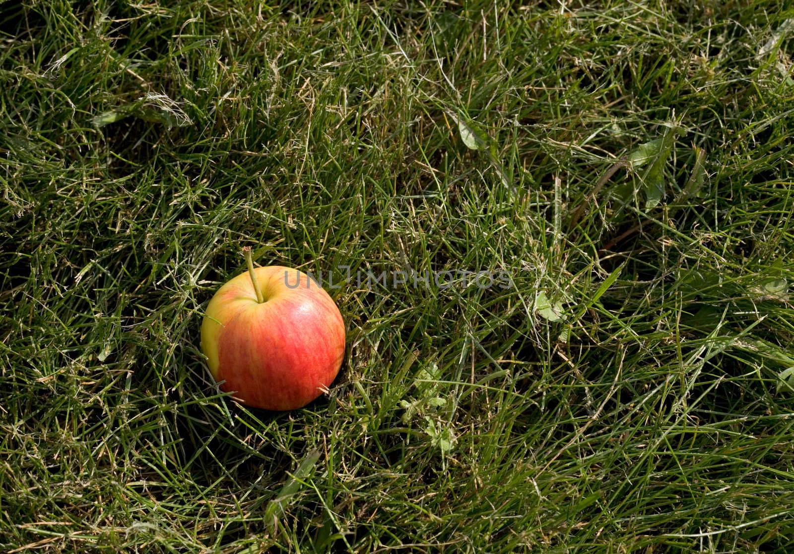 Red apple in grass by pzaxe
