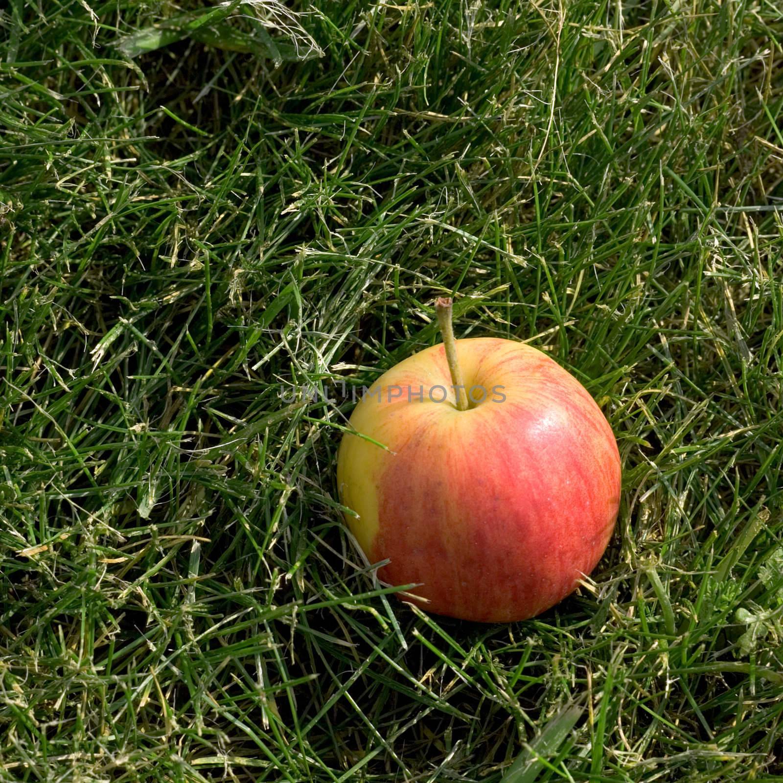 The red ripe apple in green grass