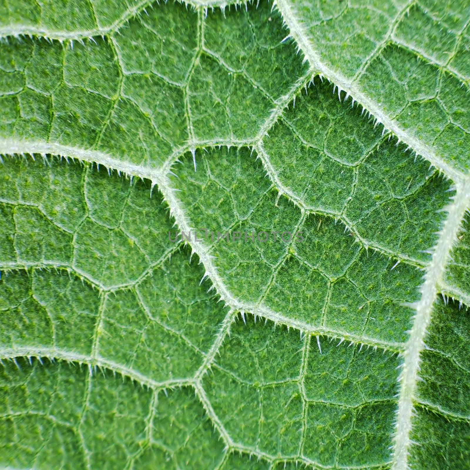 The surface of green leaf with foliage