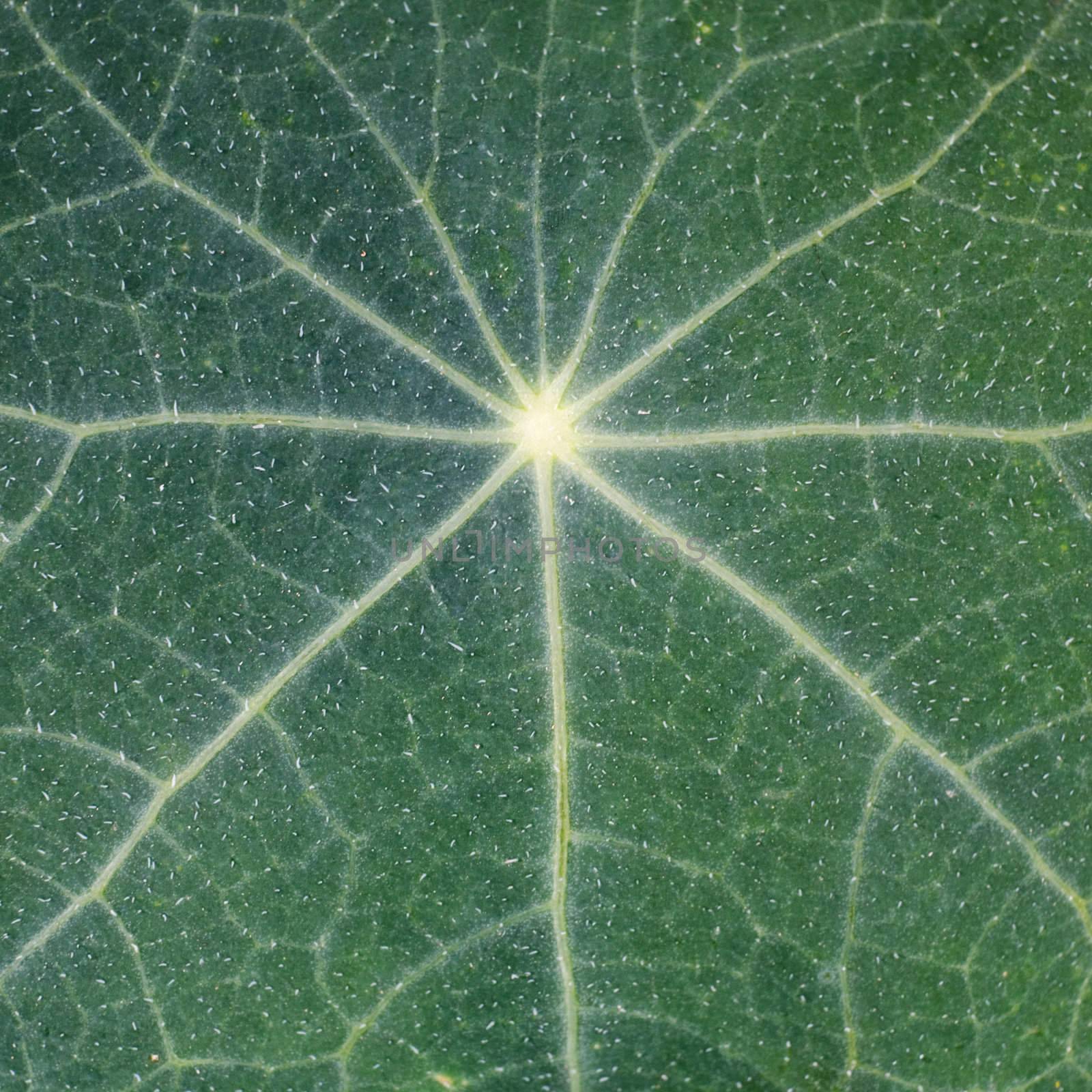 The surface of green leaf with foliage