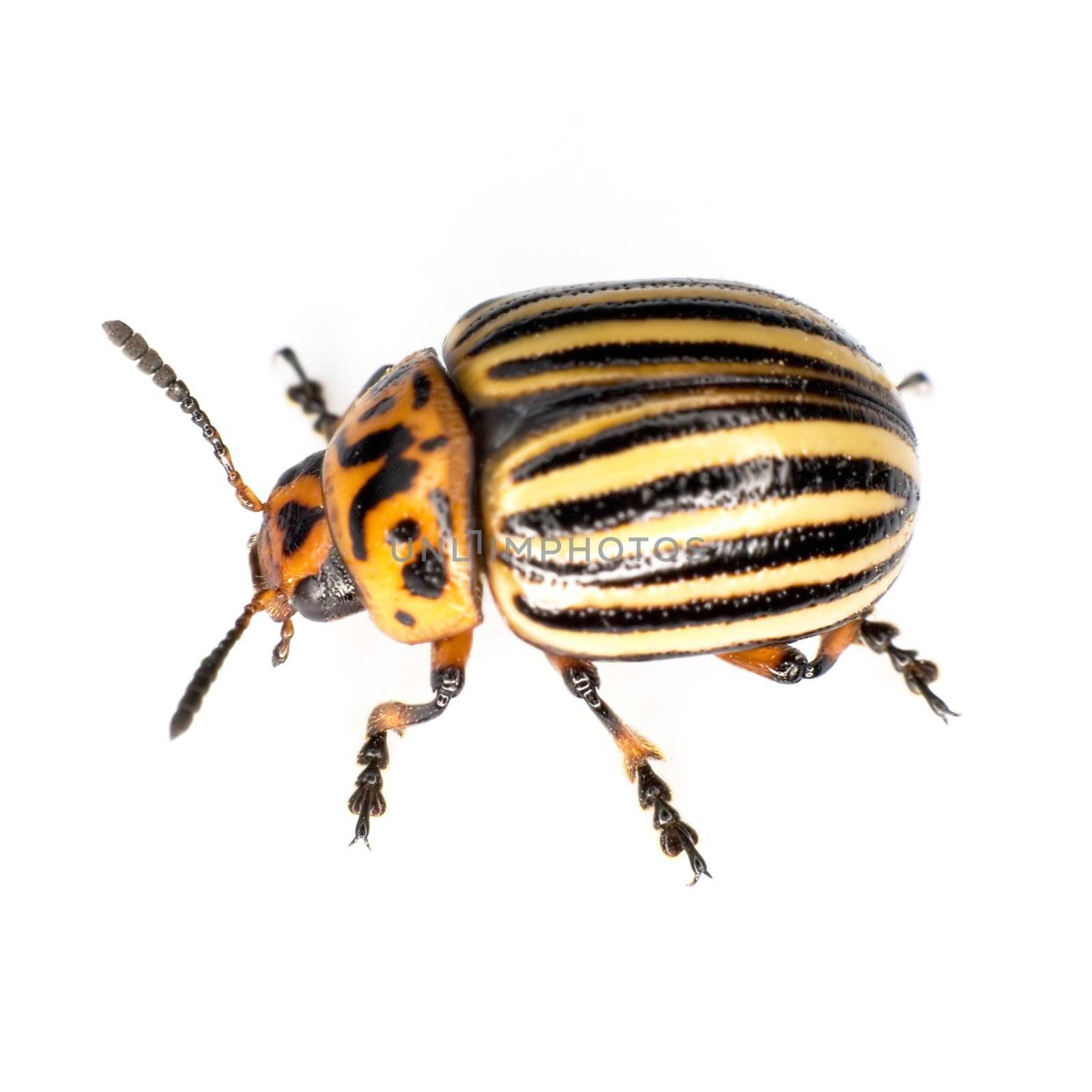 Colorado beetle photographed on a white background
