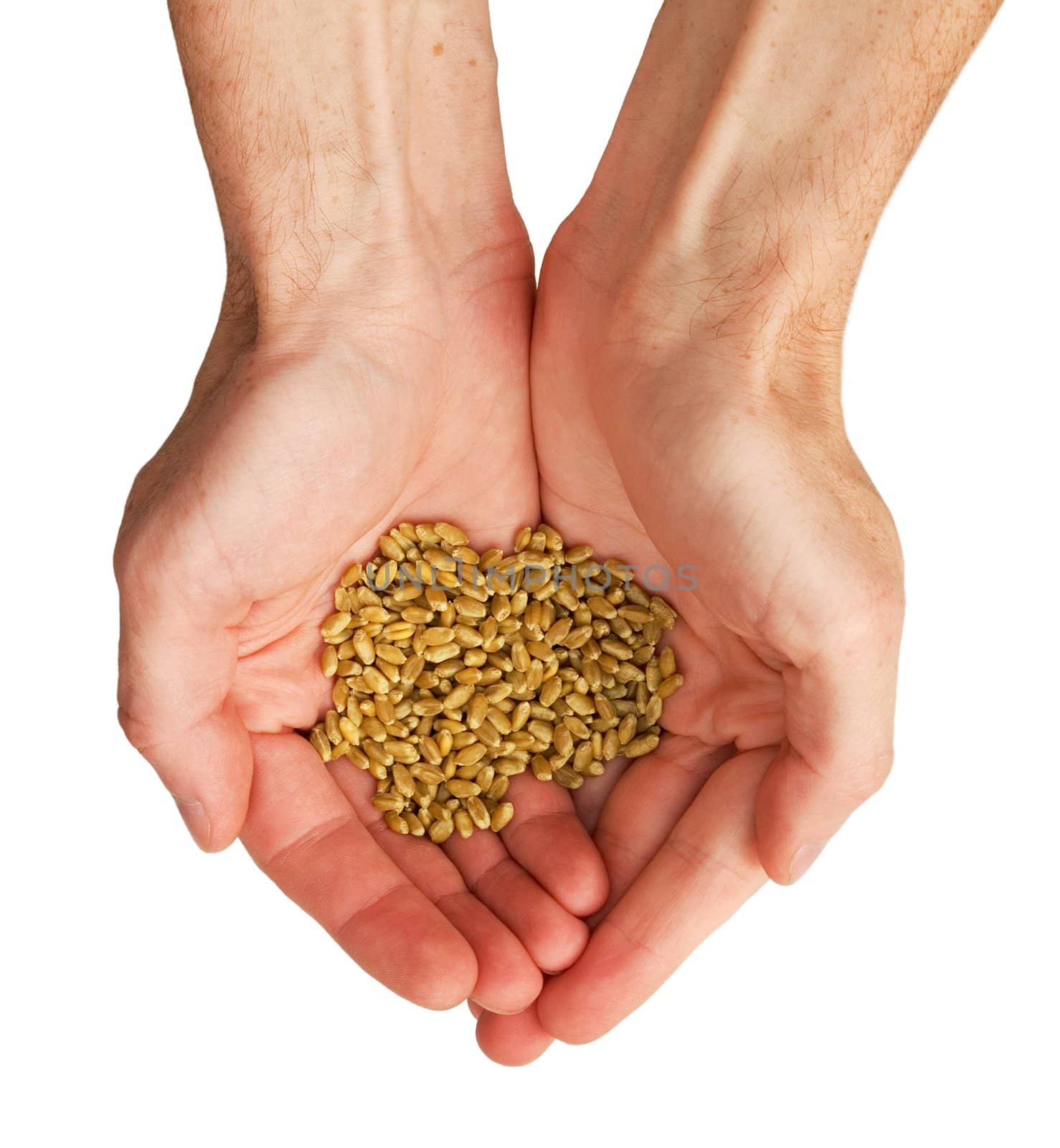 The hands and wheat isolated on a white background