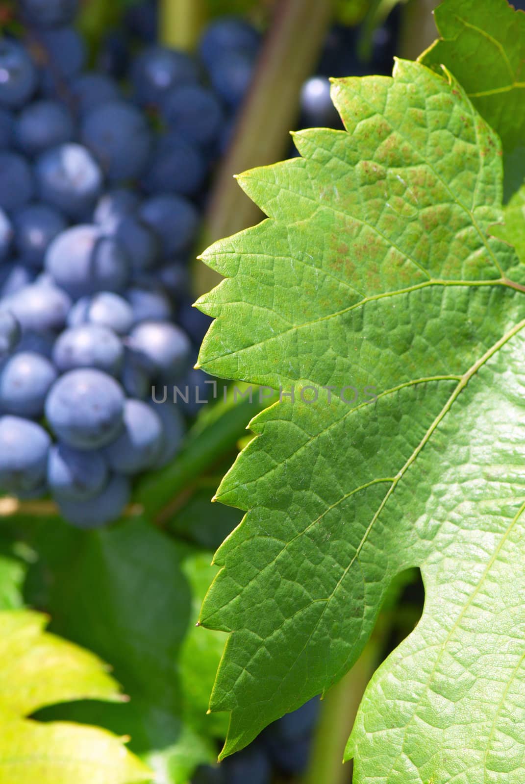 Leaf of  grape on the vine in a vineyard. Close up.