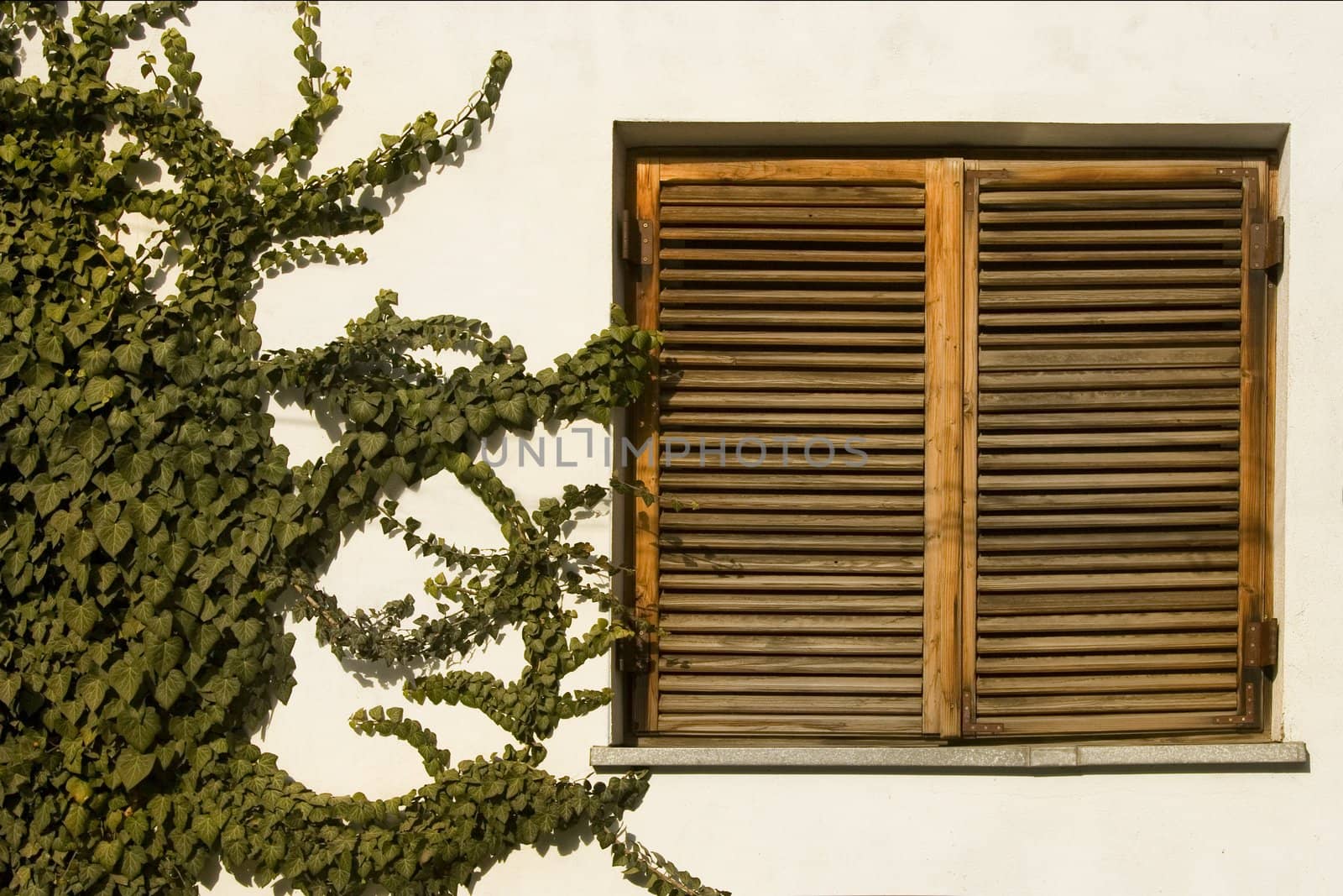 ancient wooden window and climbing green plant