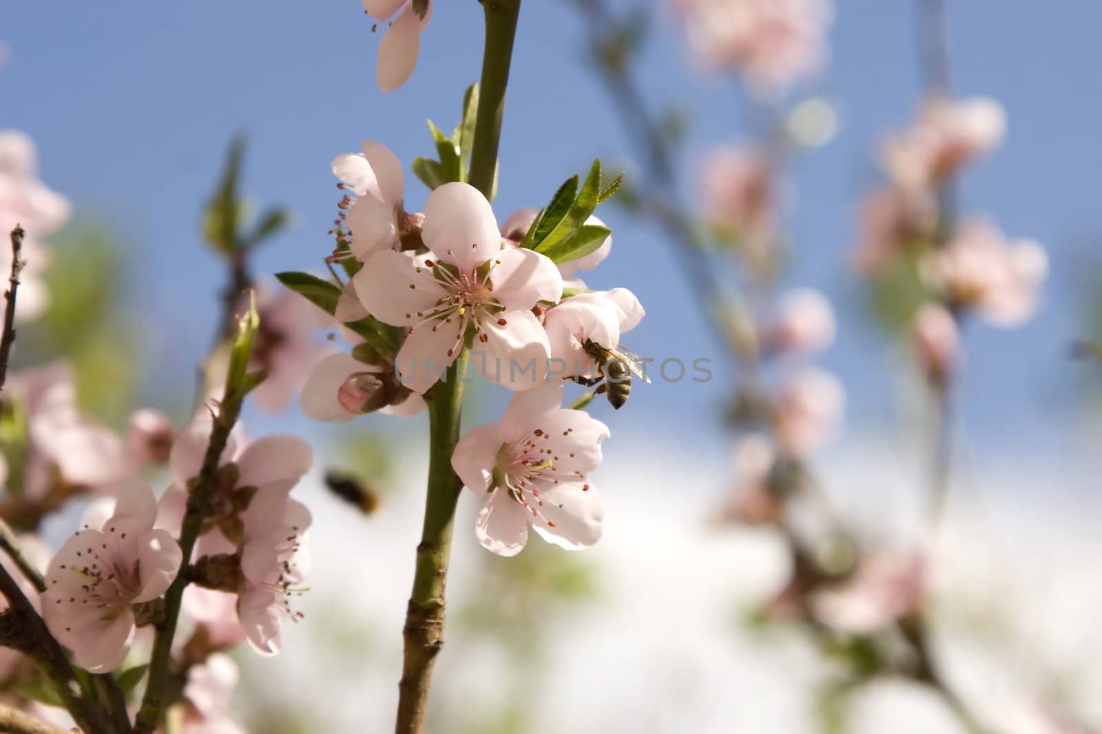 Cherry flowers in spring time with a bee