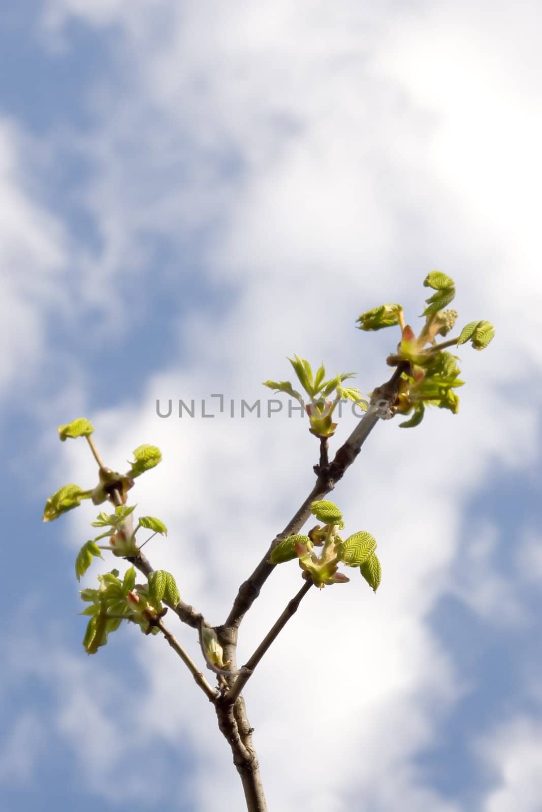 spring time, detail of chestnut, leaf and bloom