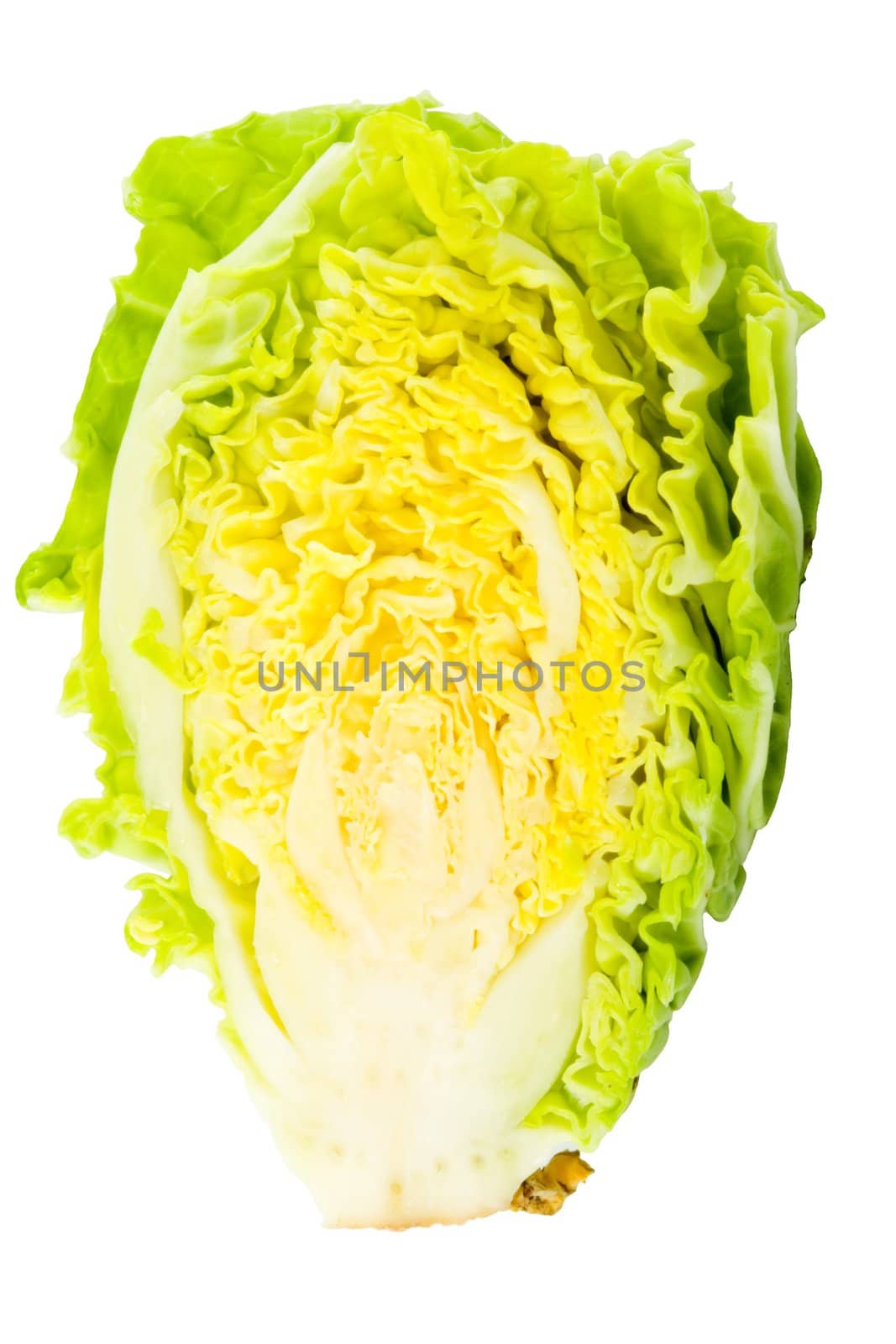 Cabbage by werg