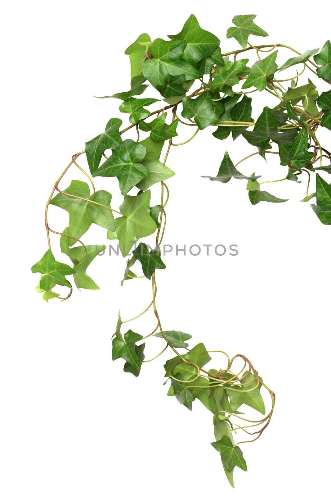 Nice green ivy isolated on white background with clipping path