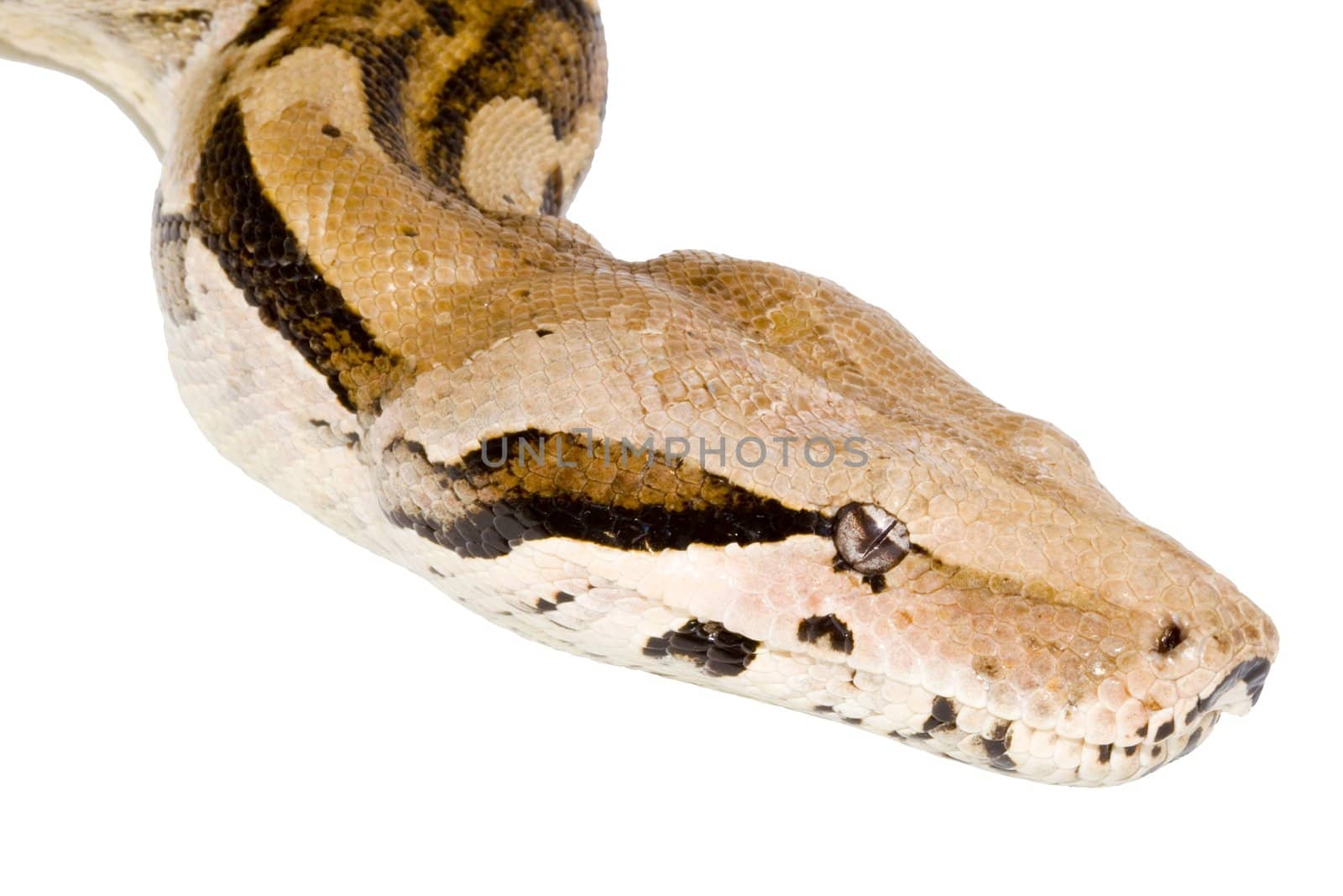 Head of a large adult Boa Constrictor  - detail
