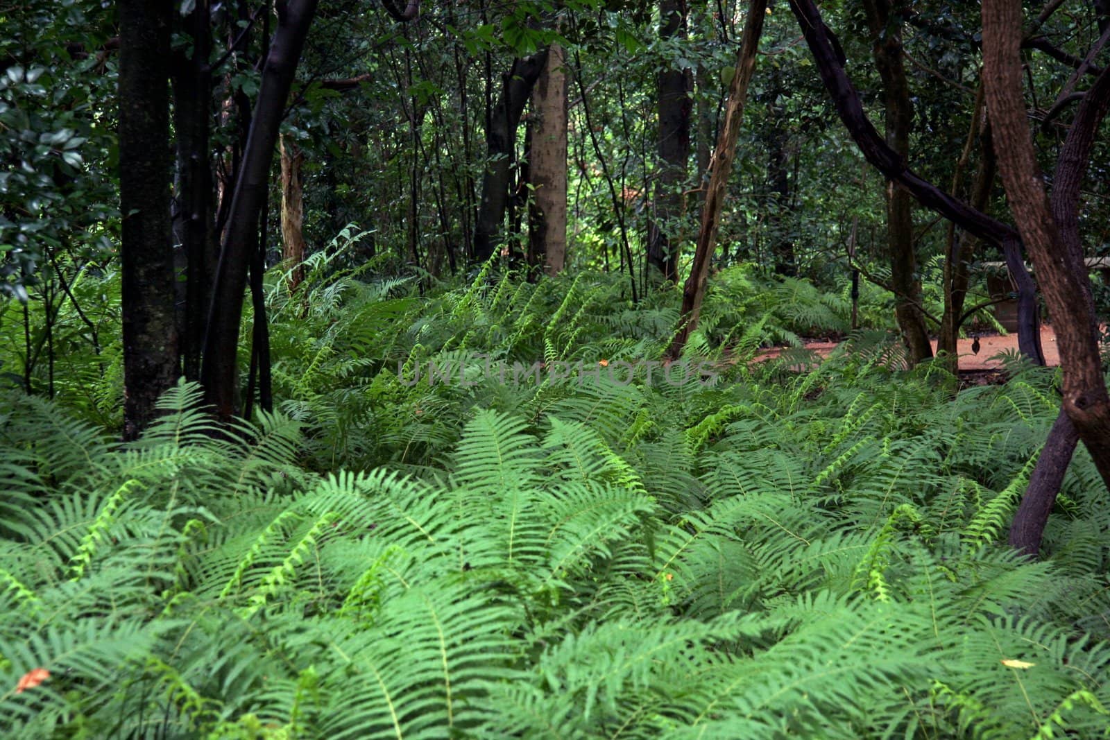 A forest floor covered in lush ferns