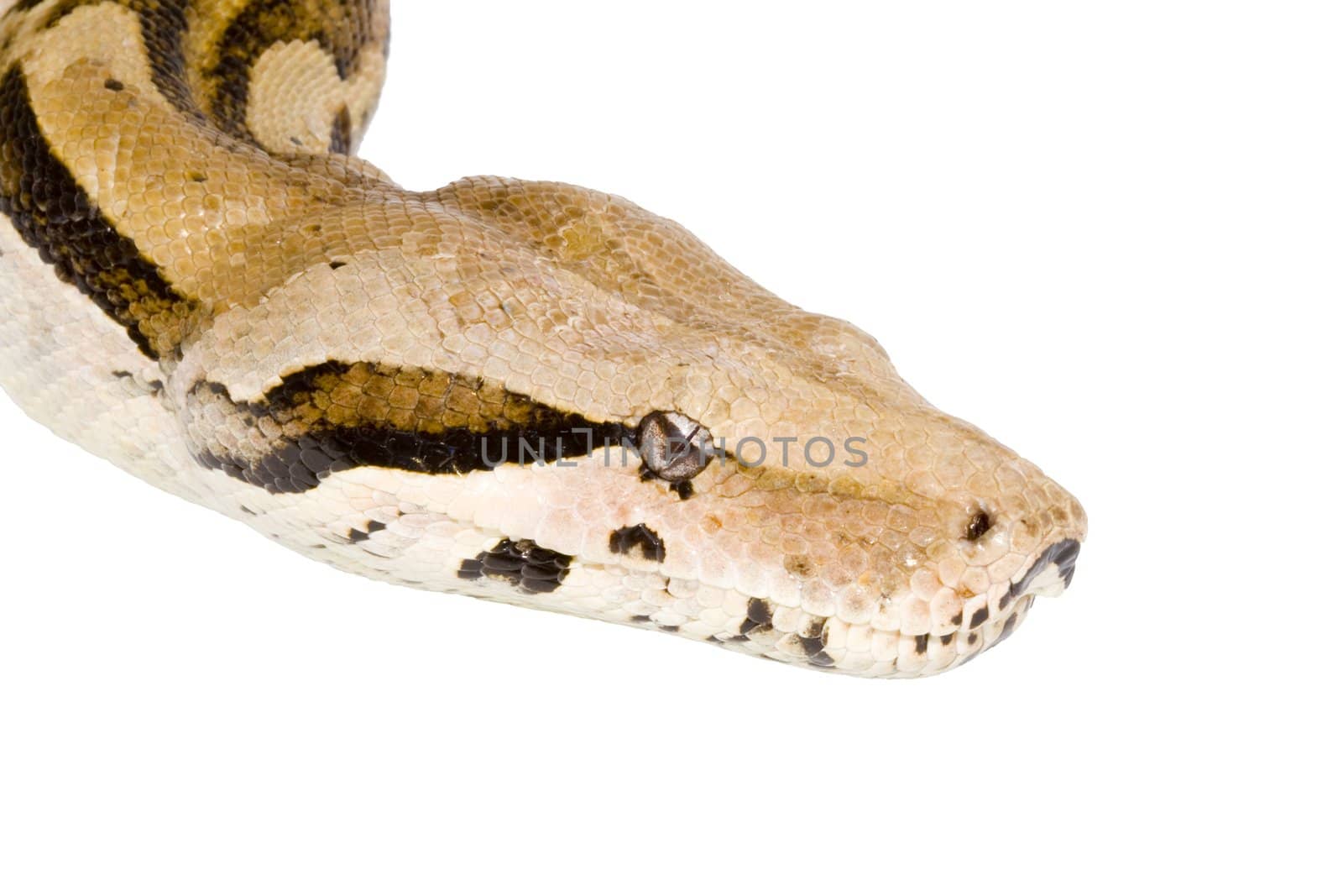 Head of a large adult Boa Constrictor  - detail