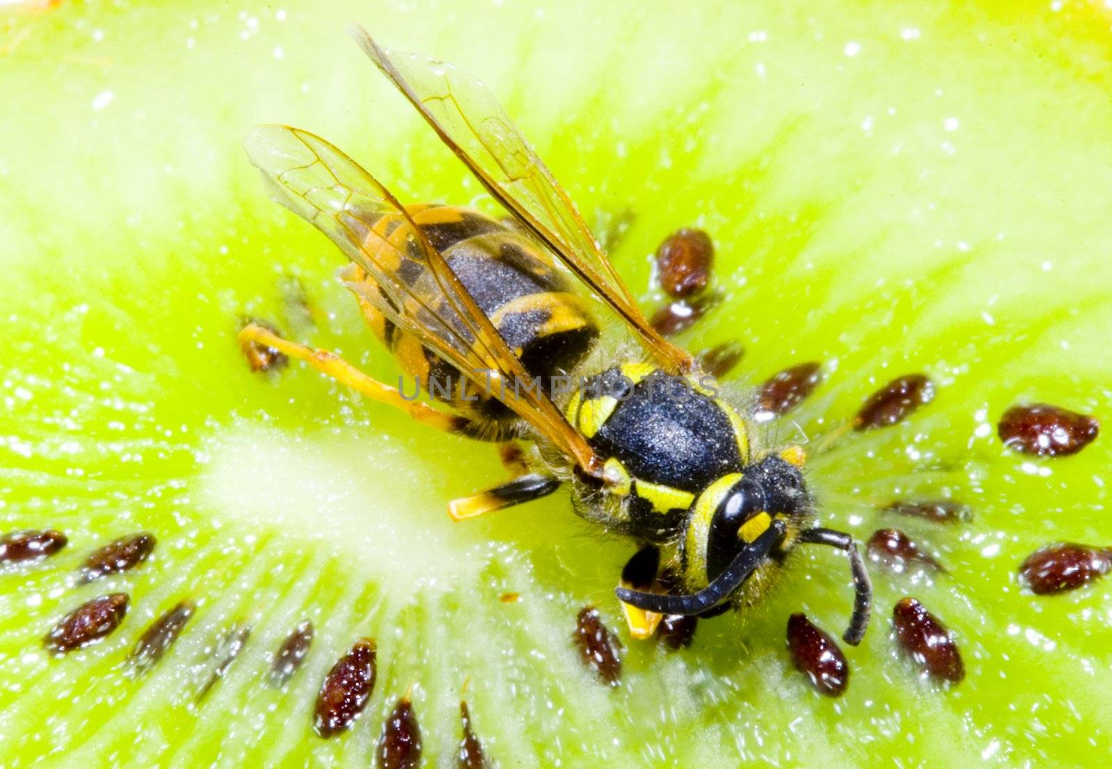 detail of a common wasp on a Kiwifruit - Vespula vulgaris