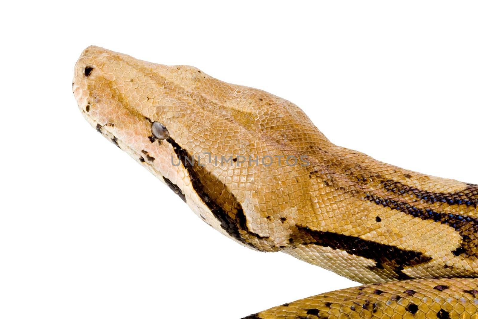 Head of a large adult Boa Constrictor  - detail