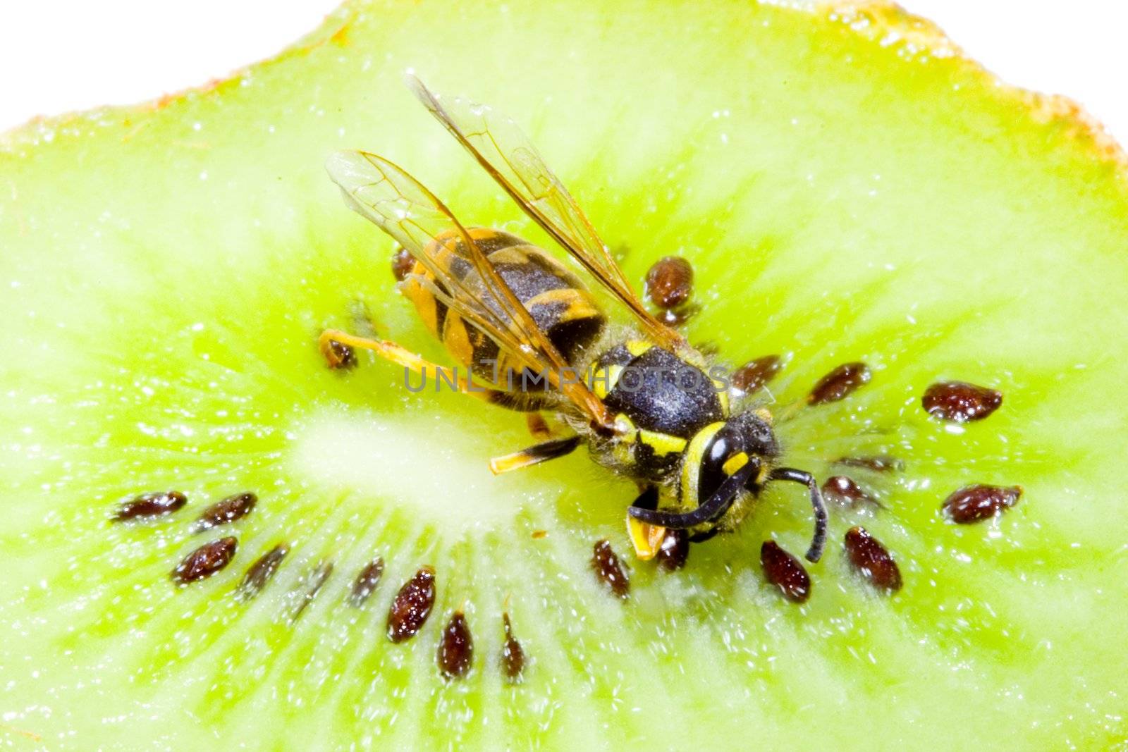 detail of a common wasp on a Kiwifruit - Vespula vulgaris