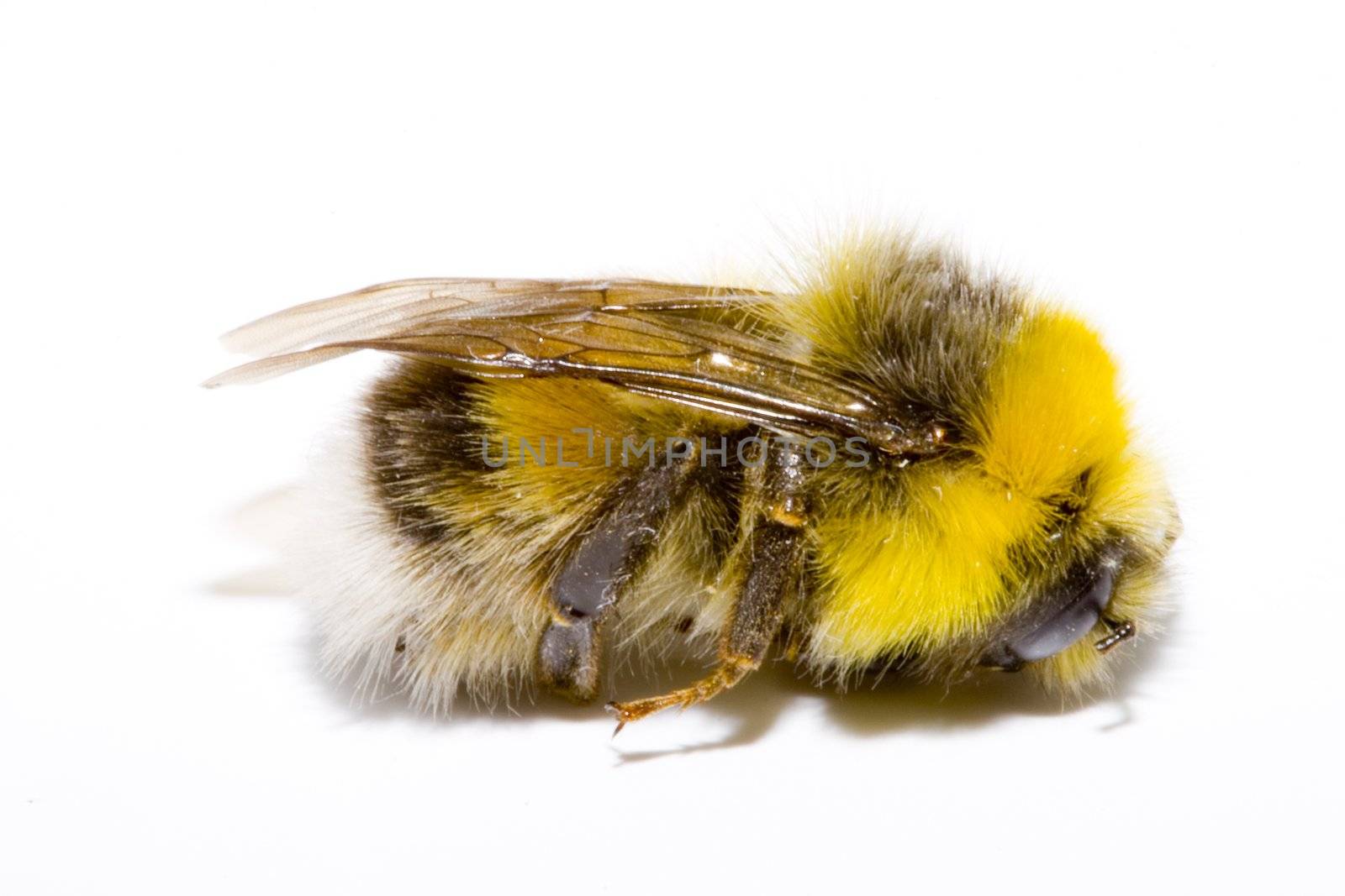 detail of a bumblebee (bombus) on the white background