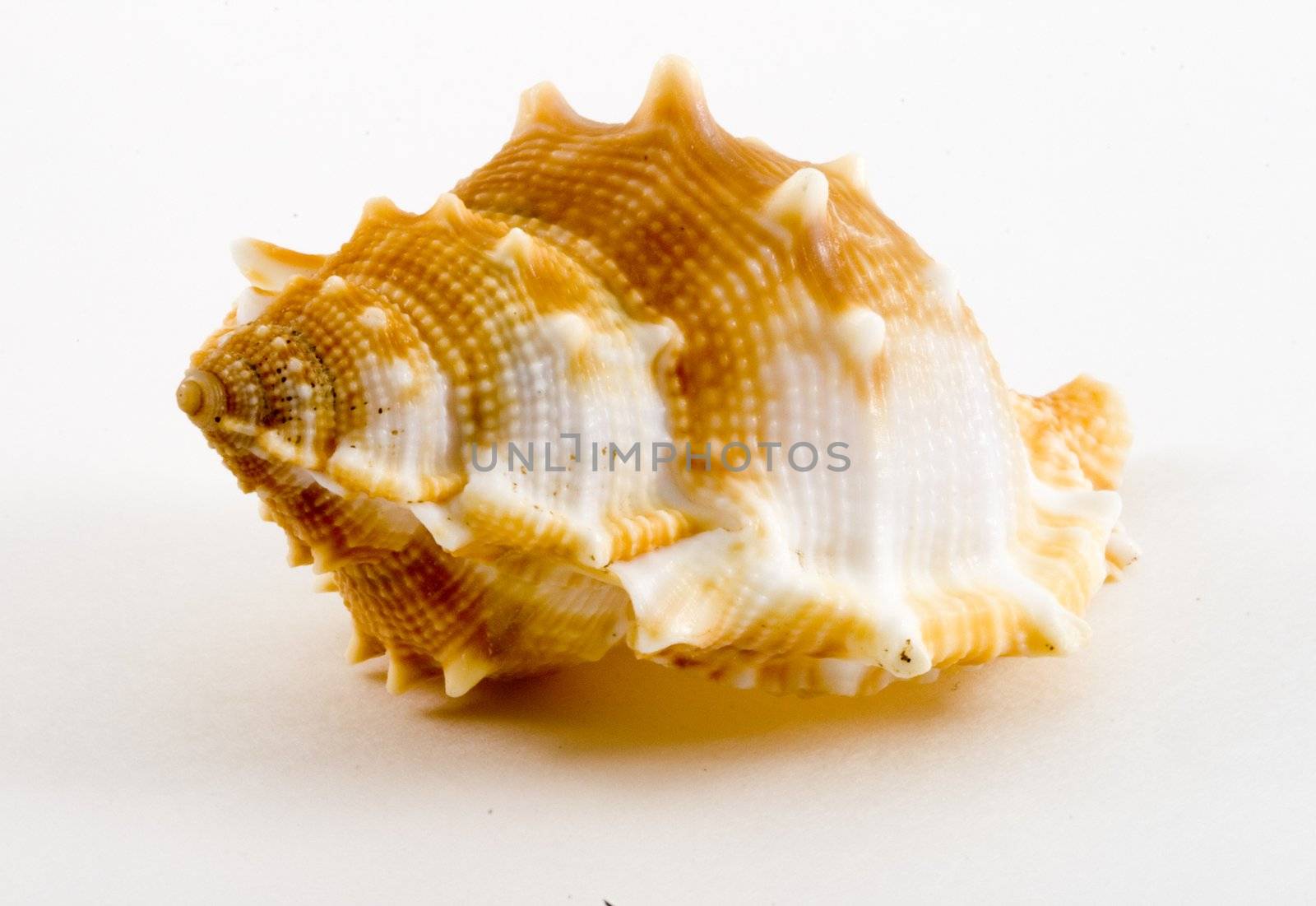 detail of a conch on the white background