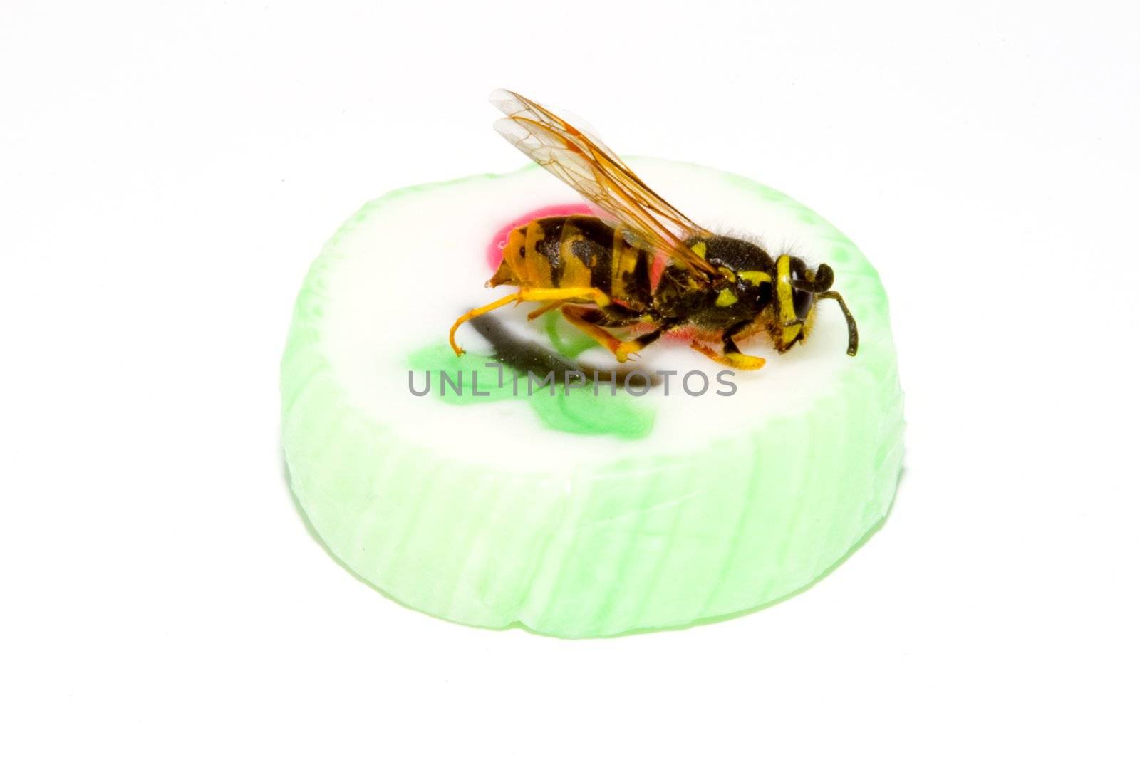a common wasp on a piece of sweet candy - Vespula vulgaris
