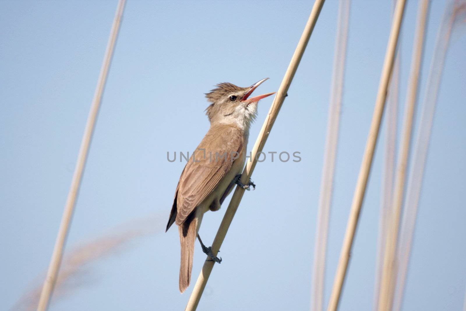 reedwarbler (acrocephalus, scirpaceus) sitting on the reed 2