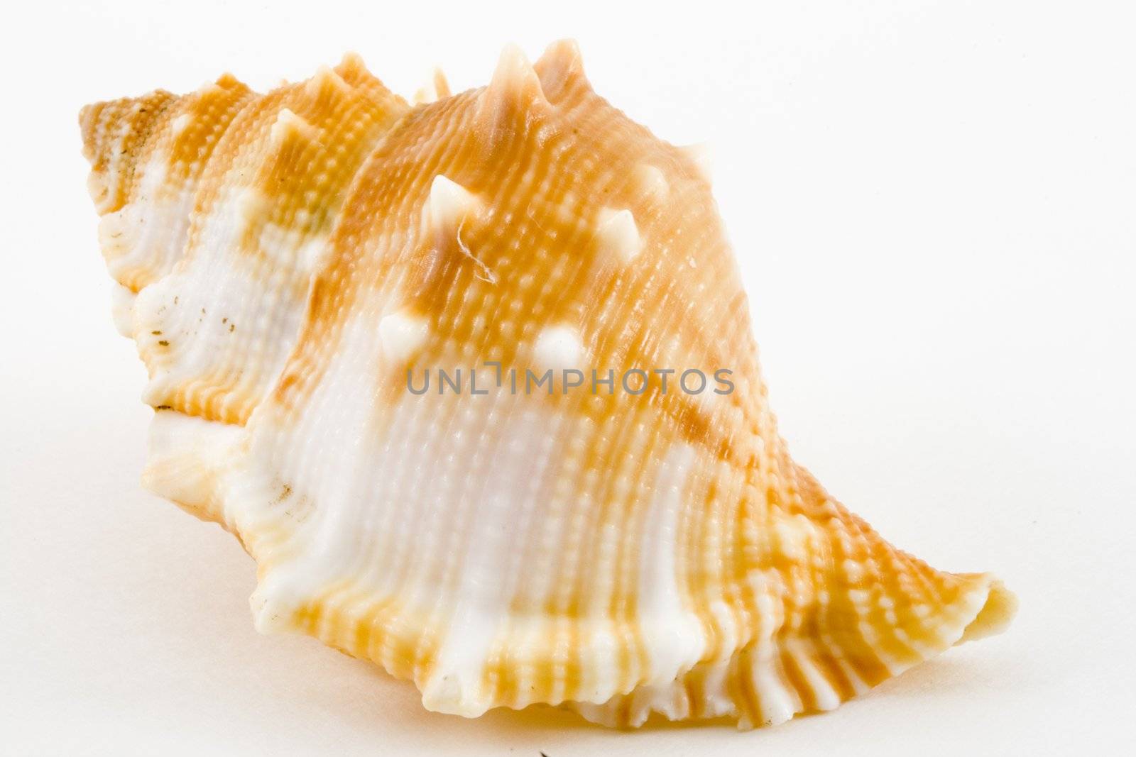 detail of a conch on the white background