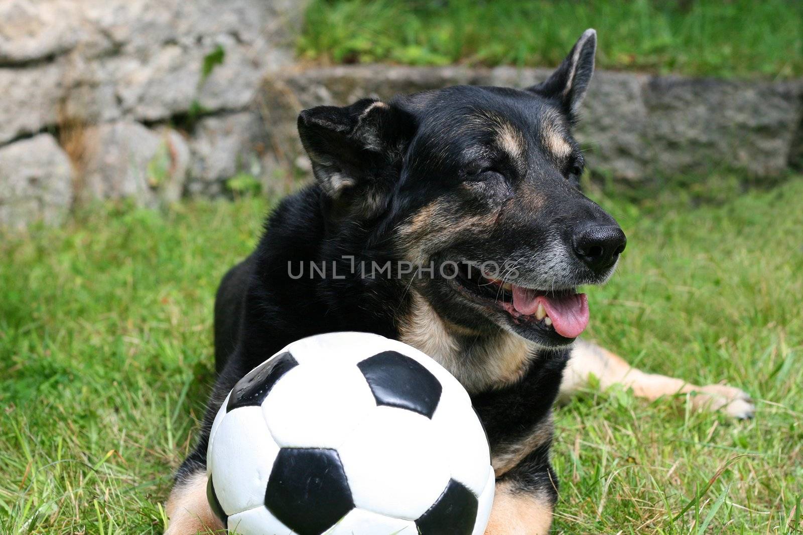 a dog playing with a ball ouside on the lawn