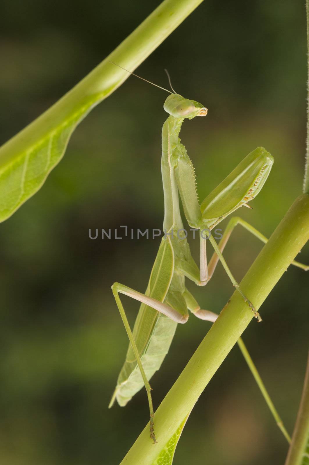 Praying Mantis against a green background with narrow depth of field.