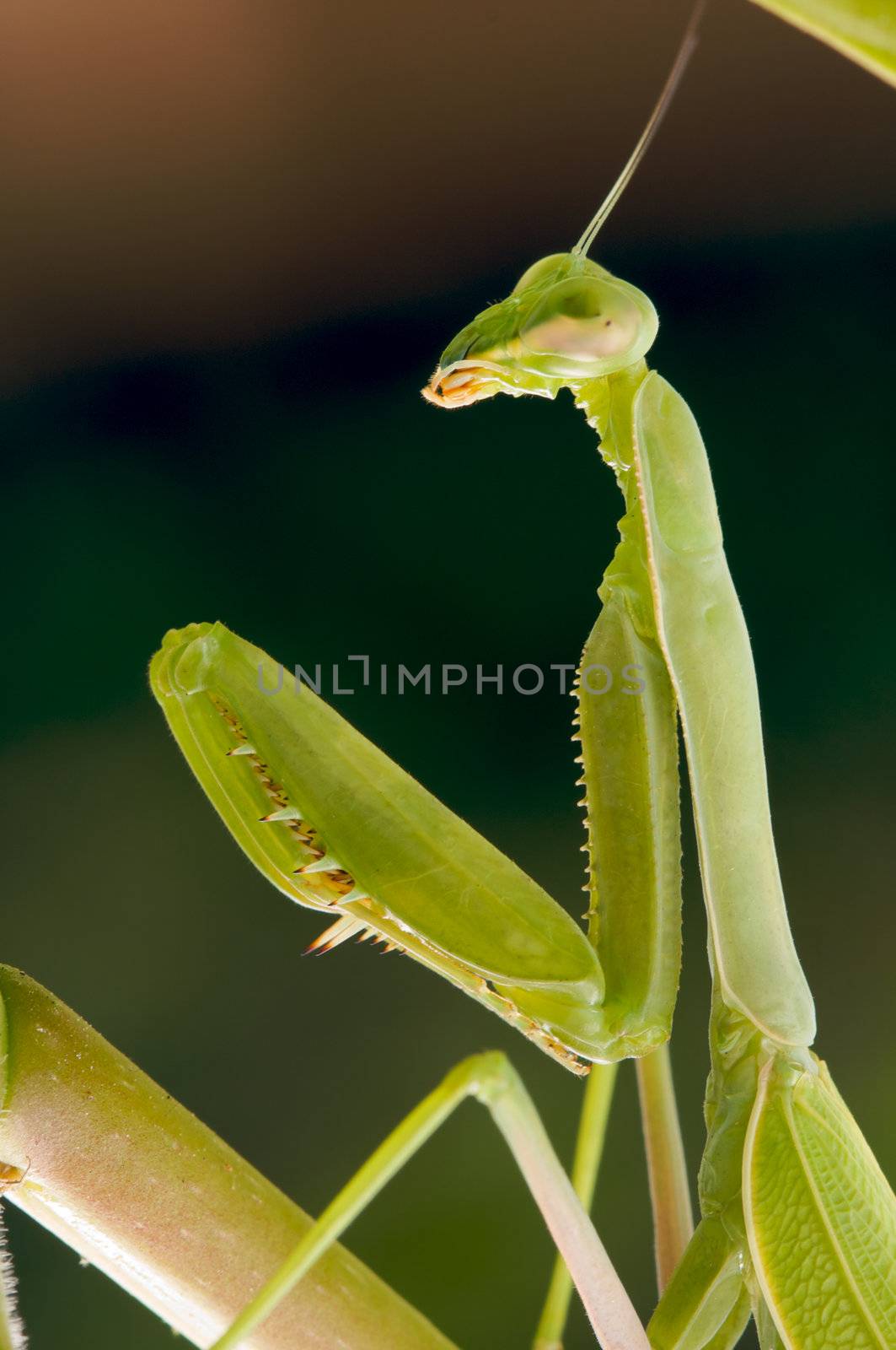 Praying Mantis against a green background with narrow depth of field.